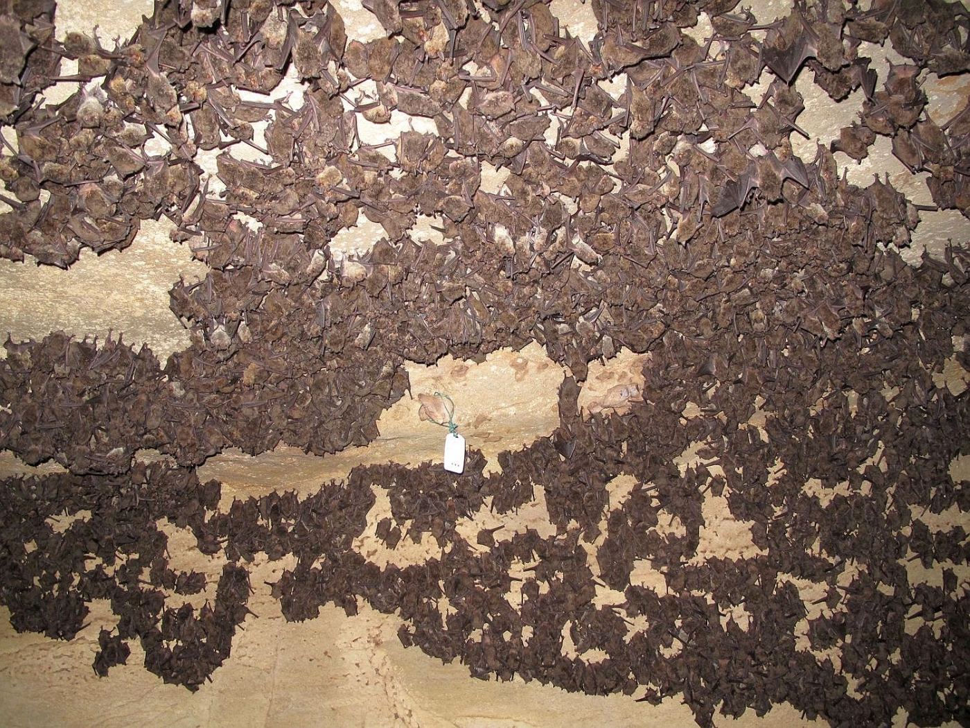 More than 1 million gray bats hibernate each winter at Fern Cave National Wildlife Refuge in Alabama. Image credit Jennifer Pinkley, USFWS, Public Domain