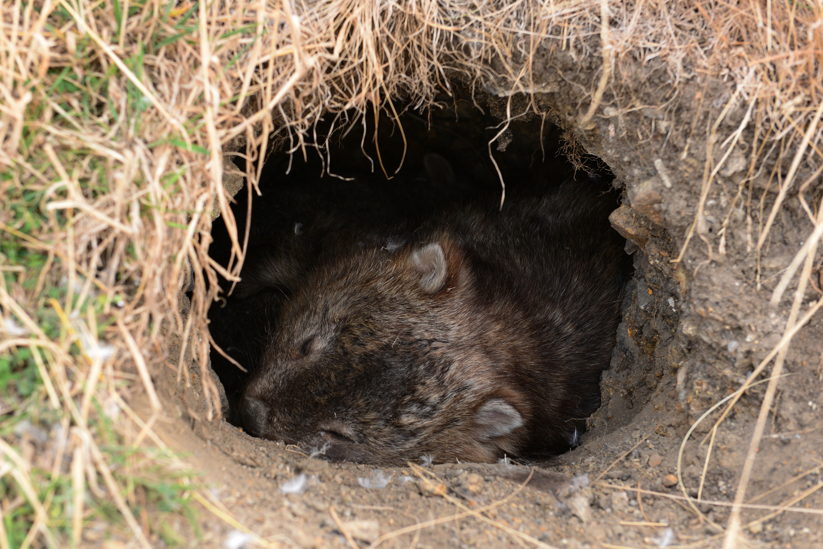 A common wombat resting in a burrow. Image Credit: © Cherrymnitan | Dreamstime.com.