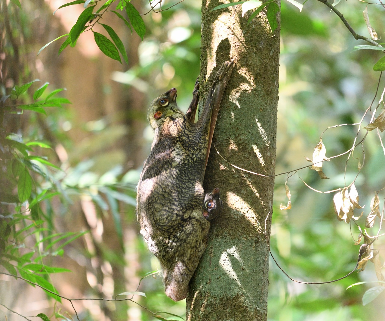 Colugo Flying