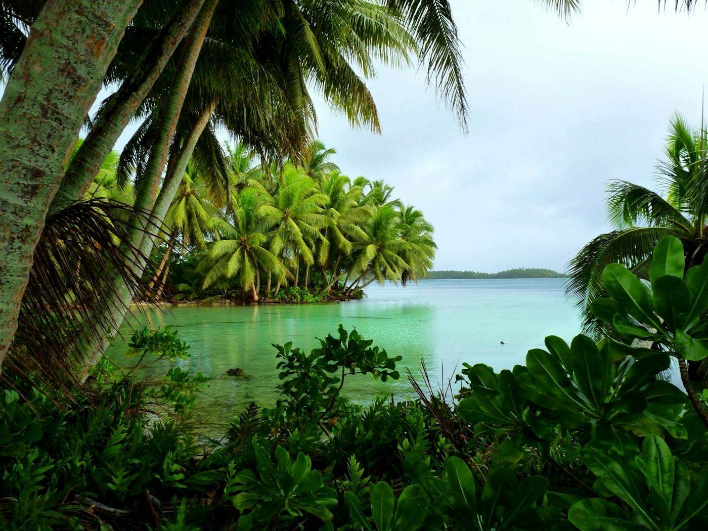 Palau & Caroline Tropical Islands (OC8)