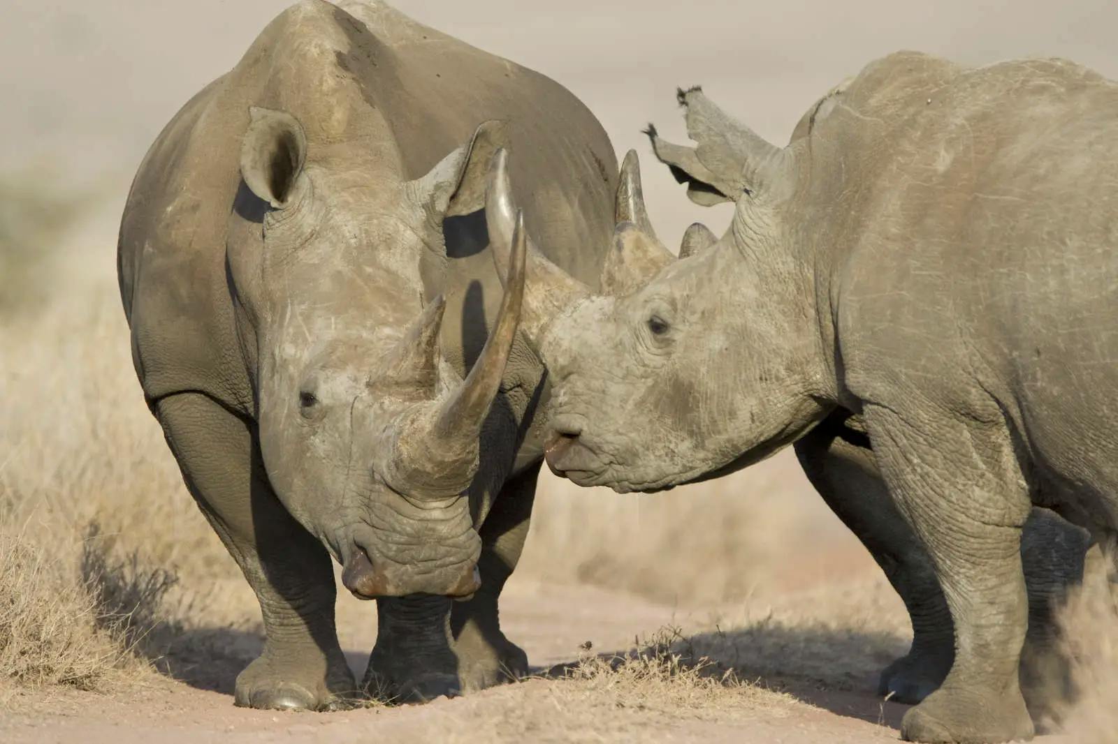 The Rhino Recovery Fund Launches in 2020