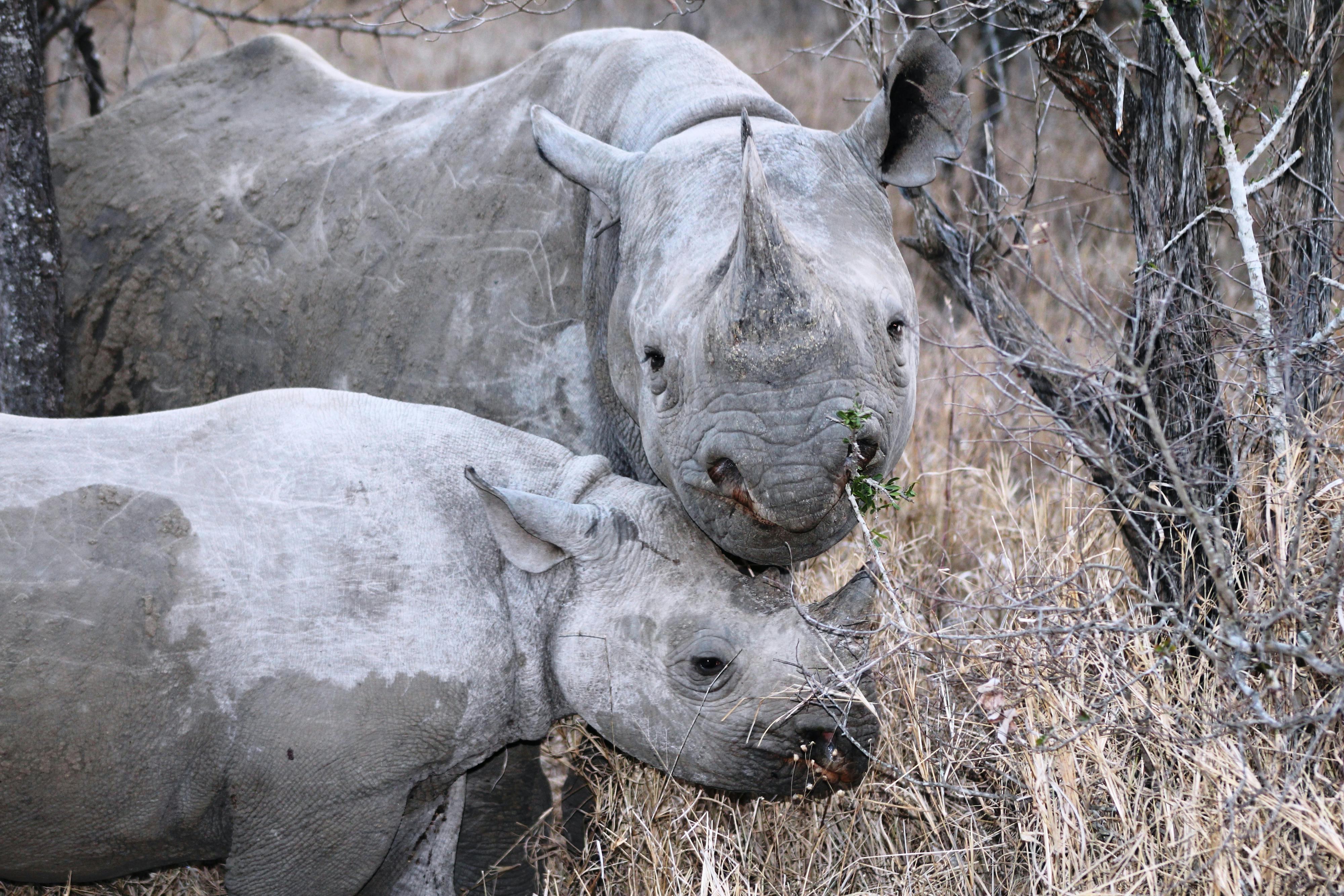 Watch How Black Rhinos Returned to Gonarezhou National Park