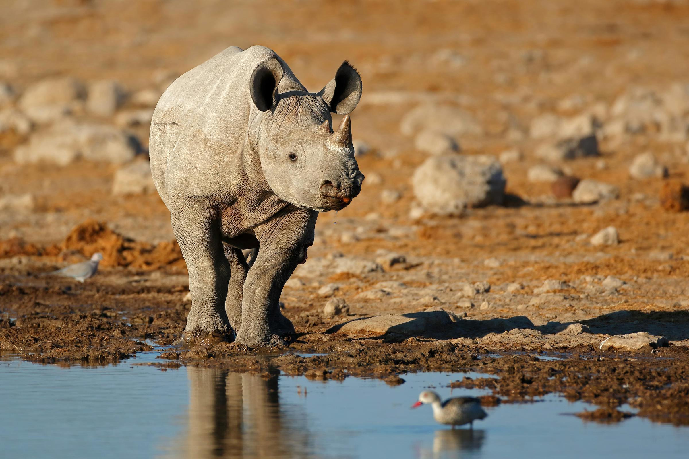 Scaling Namibia's Conservancy Rhino Ranger Incentive Program