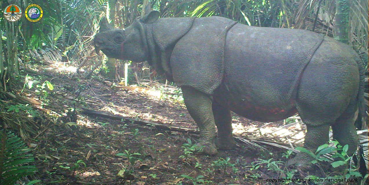 Two New Javan Rhino Calves Spotted in Indonesia