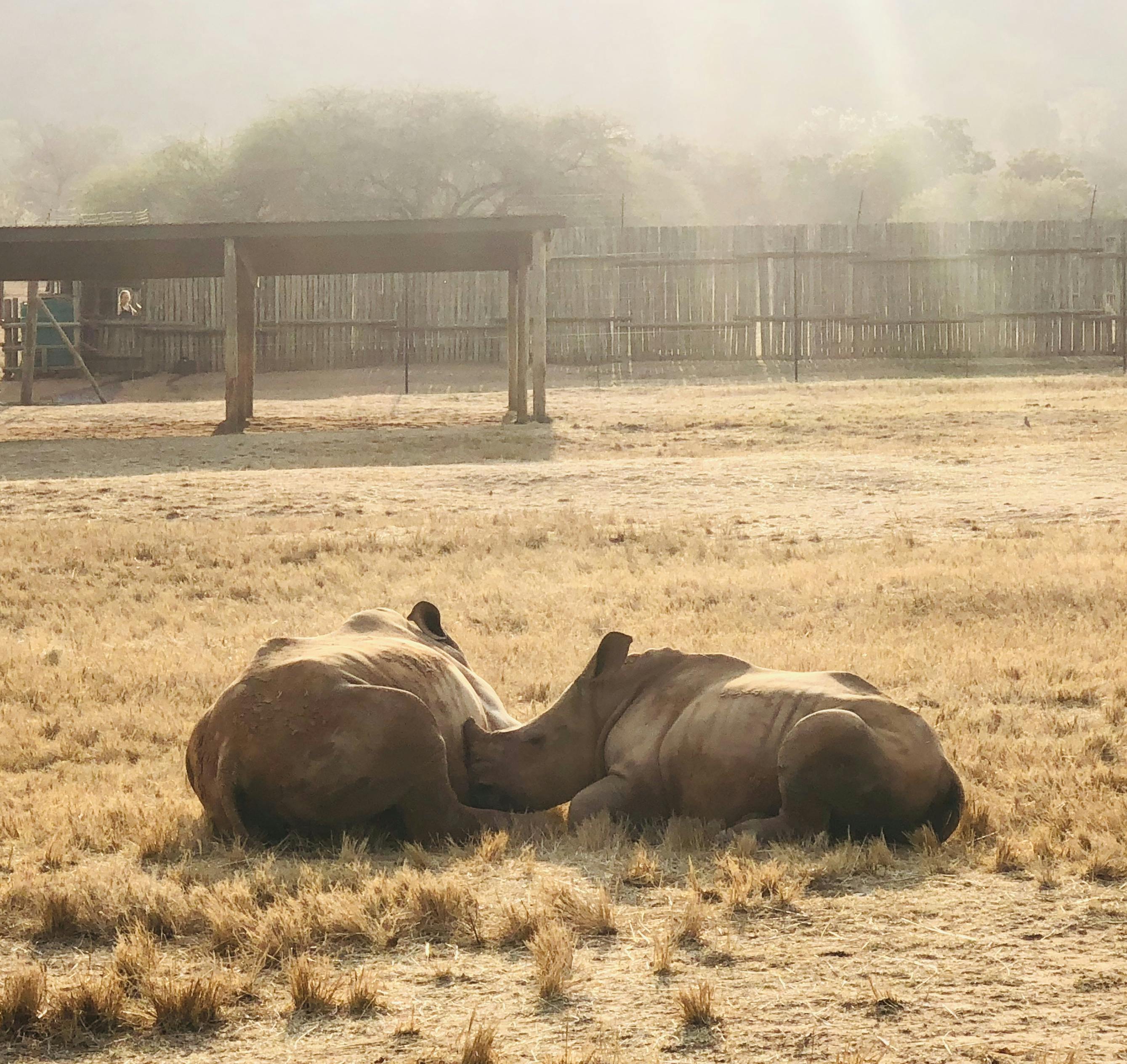 Orphan Rhinos Get a Second Chance