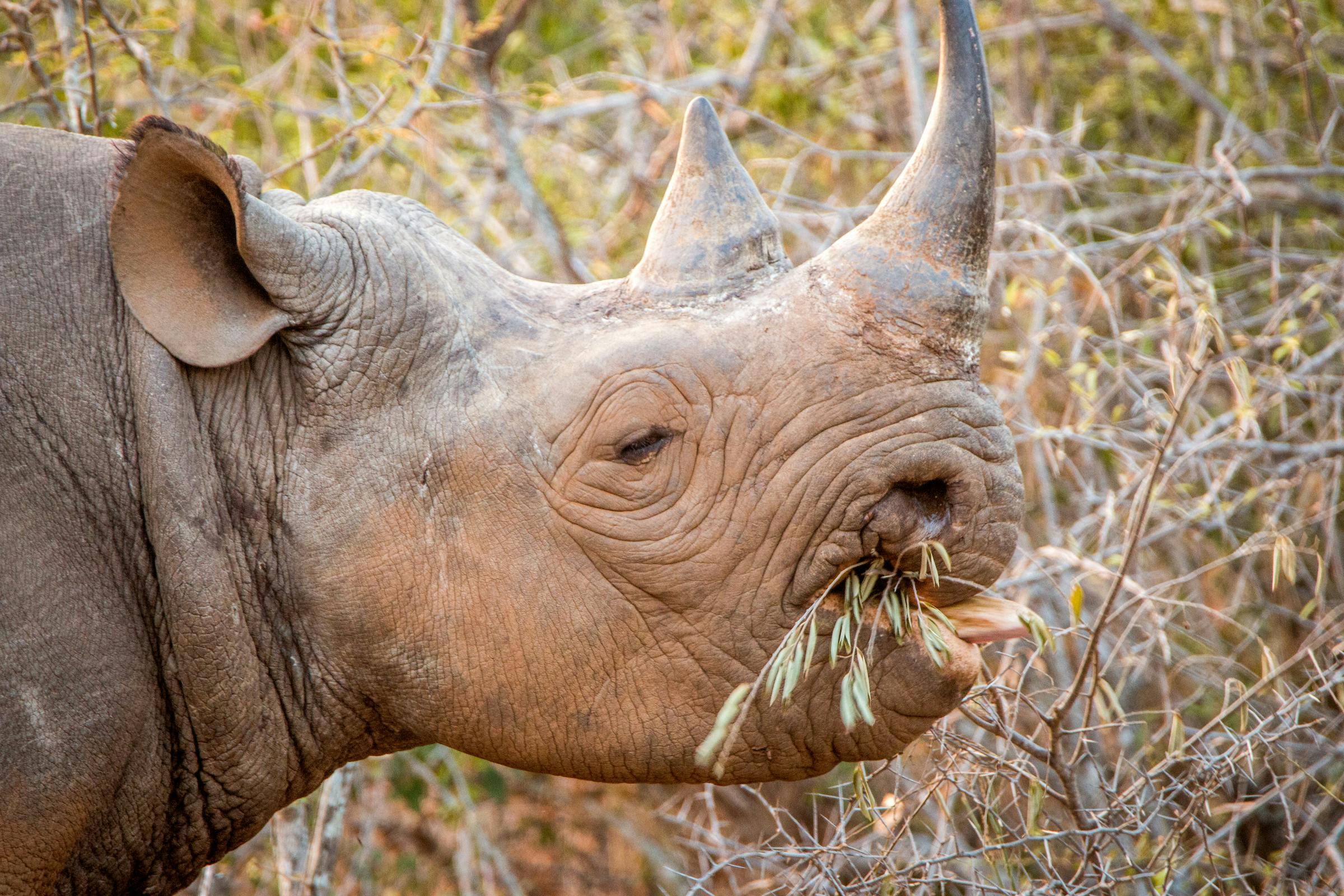 Rhinos: Critical Land Shapers and Maintainers of Vegetation Health