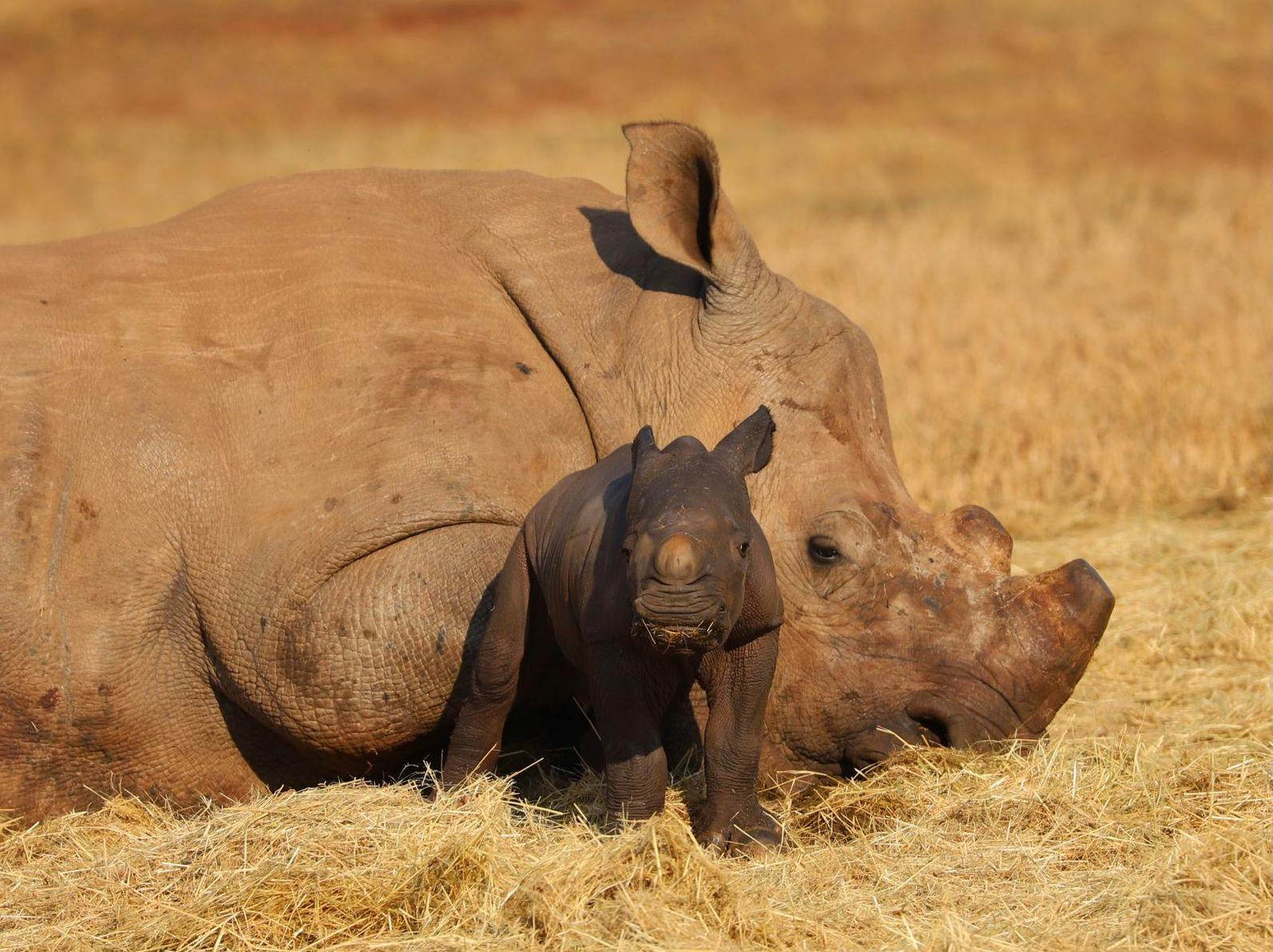 New Calf Born at Care for Wild Rhino Sanctuary