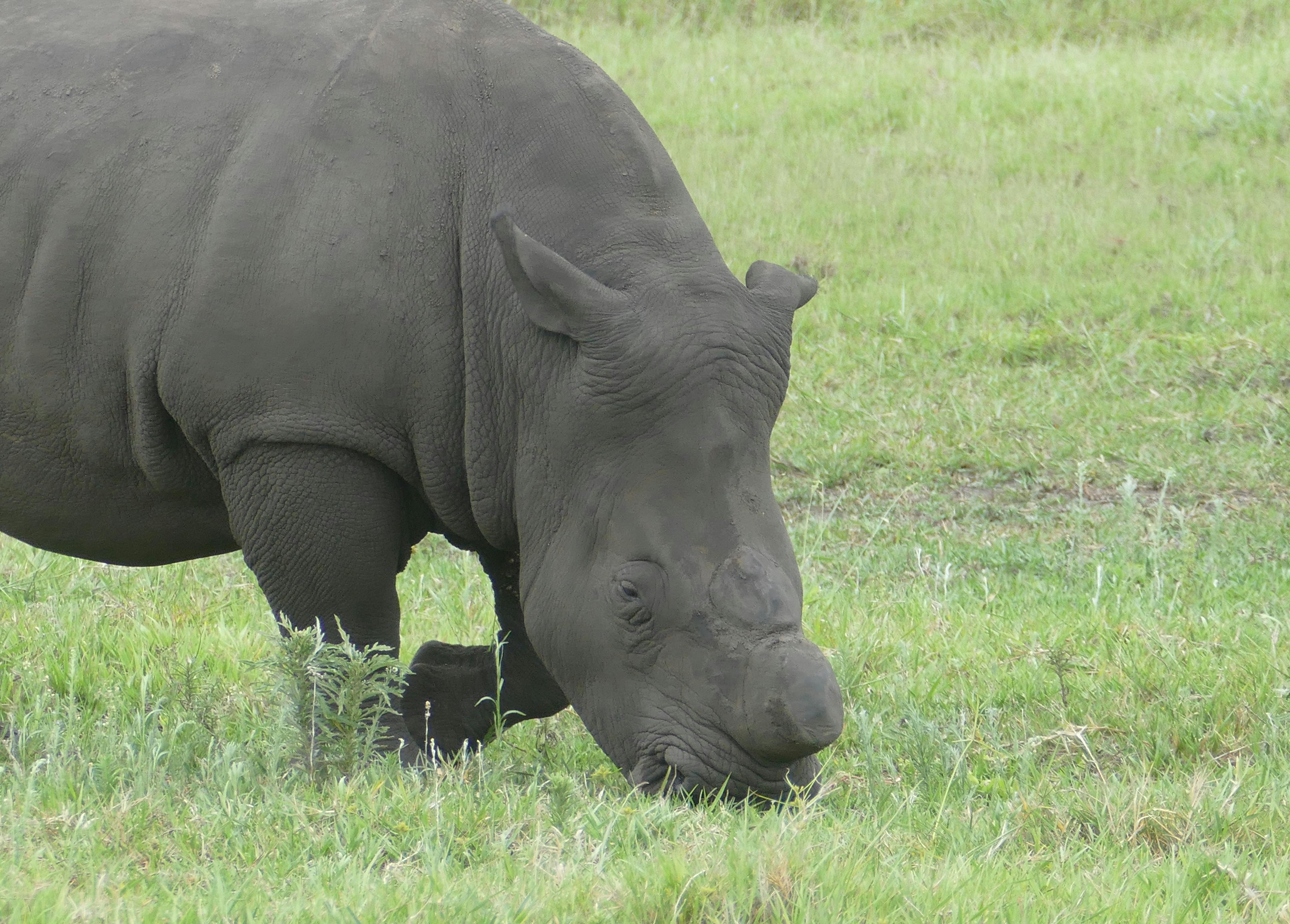 Mass Dehorning in South Africa Protects Rhinos from Poachers