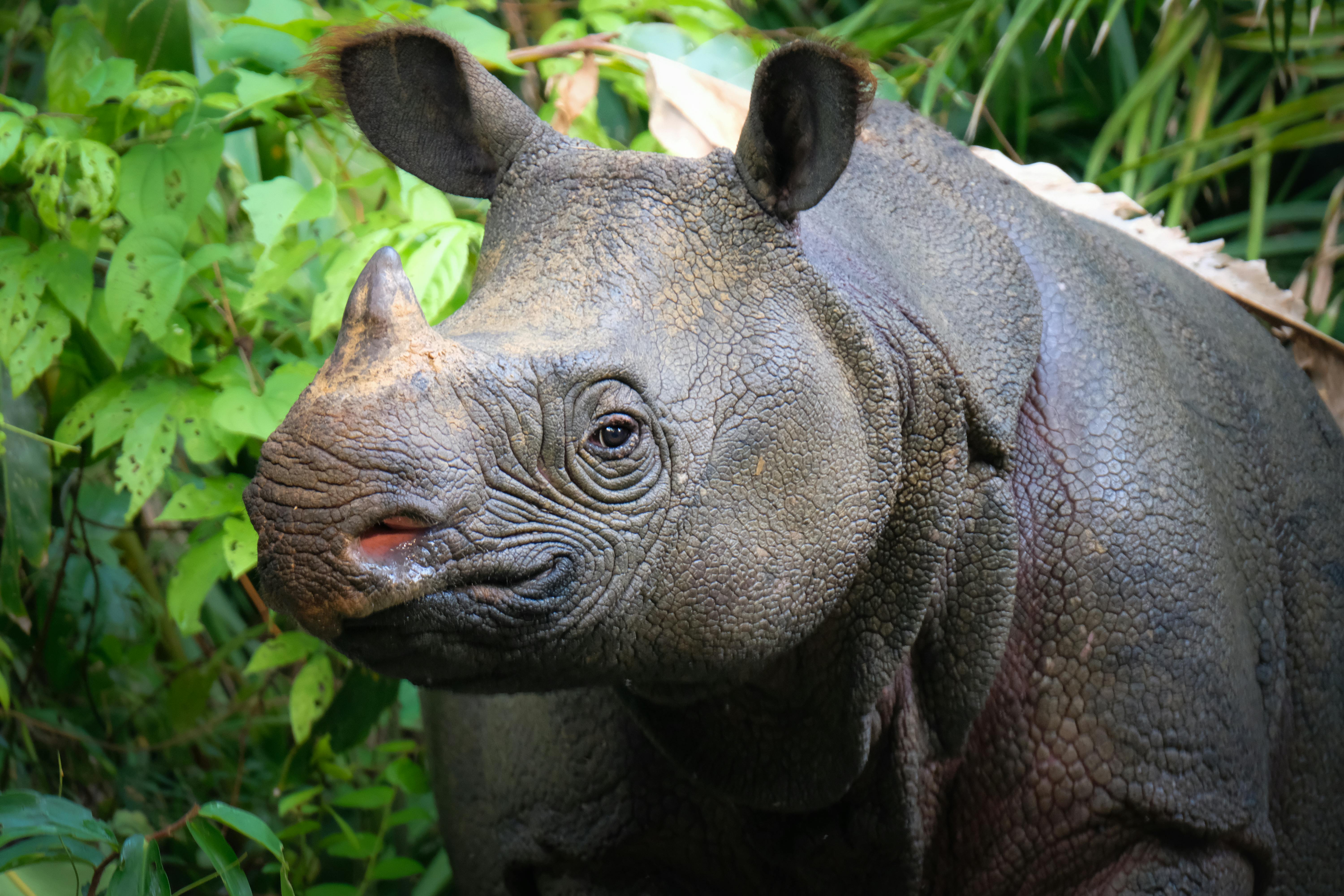 Javan Rhino Population Continues to Slowly Grow