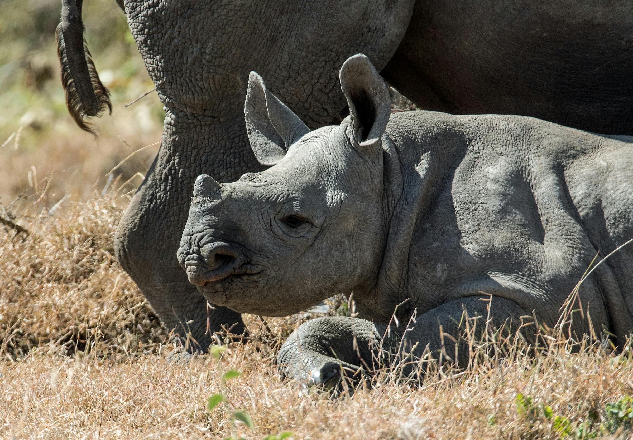 Promising Birth Rate for Zimbabwe's Rhinos in 2020