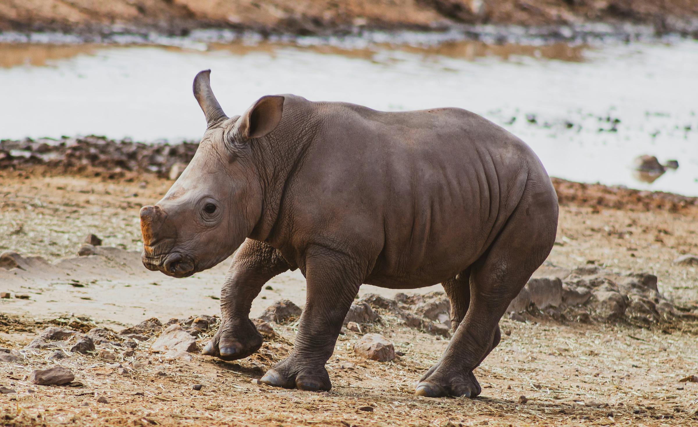8 Ways to Give Back to Rhinos