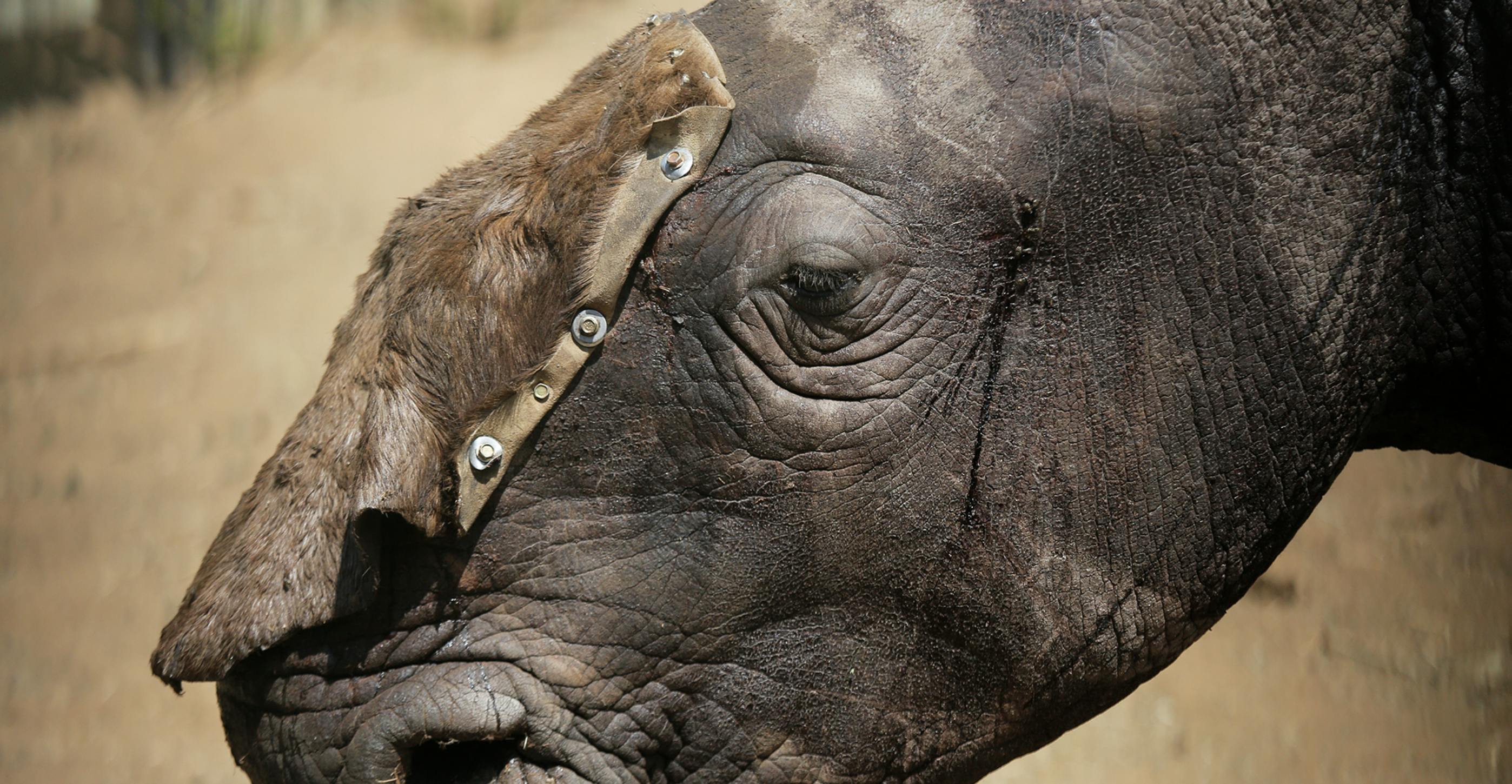 Rhino Poaching Rebounds in South Africa