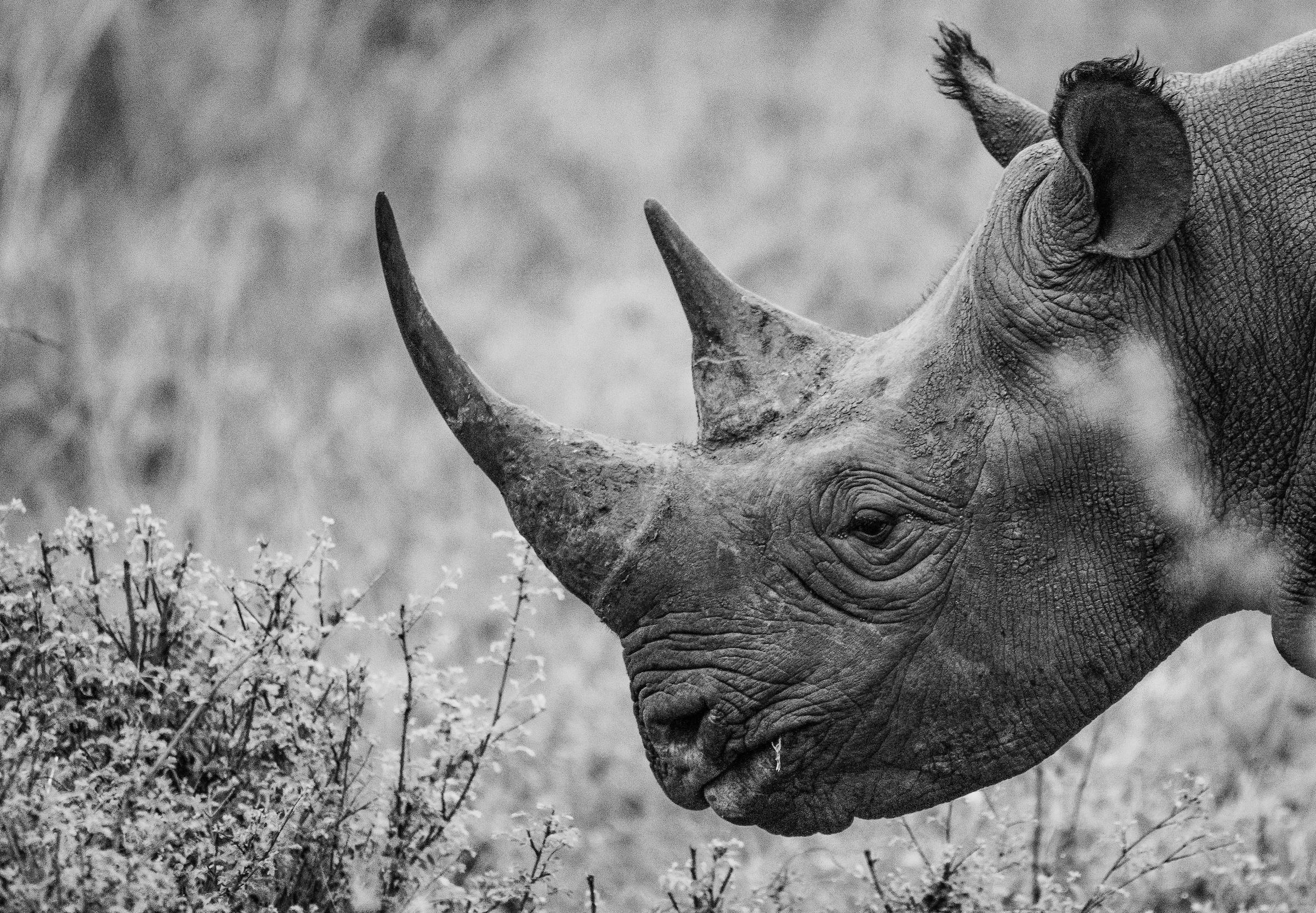 A Safe and Bizarre Method of Protecting Black Rhinos