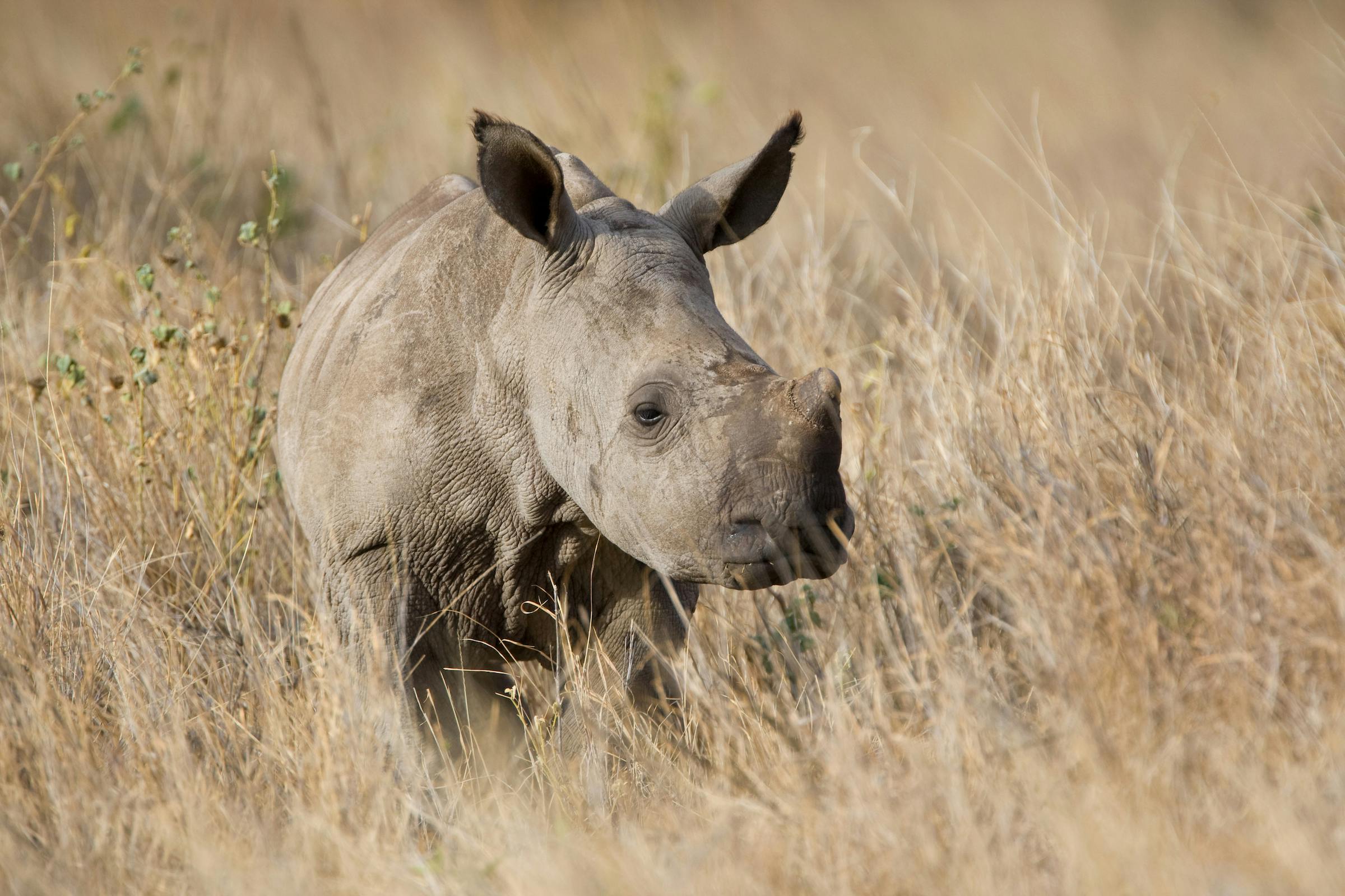 Rescuing a Rhino Calf in Time for World Rhino Day