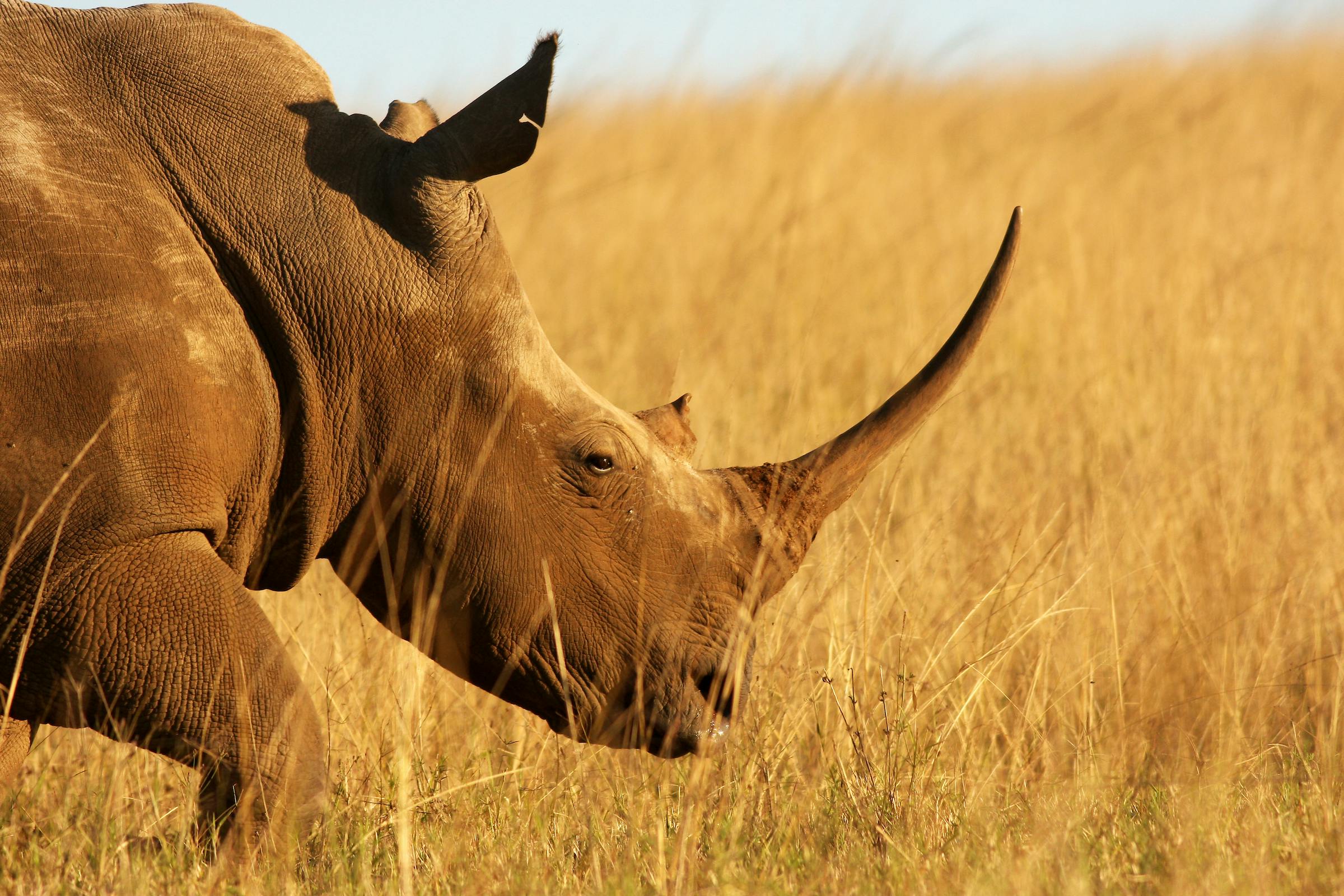 An Update on Rhino Poaching in South Africa
