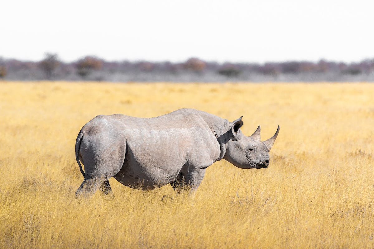 Gonarezhou Black Rhino Reintroduction