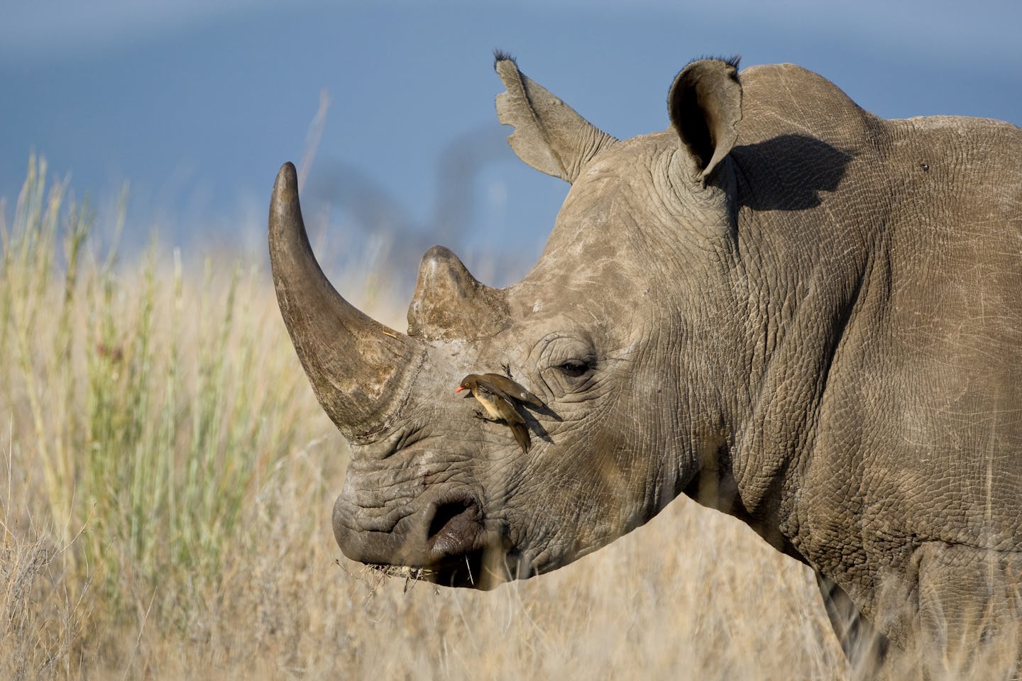 Oxpeckers: The Rhino’s Guard 