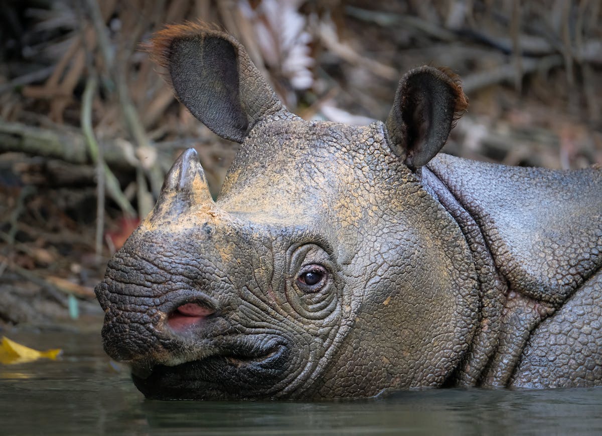 Protecting the World’s Only Population of Javan Rhinos