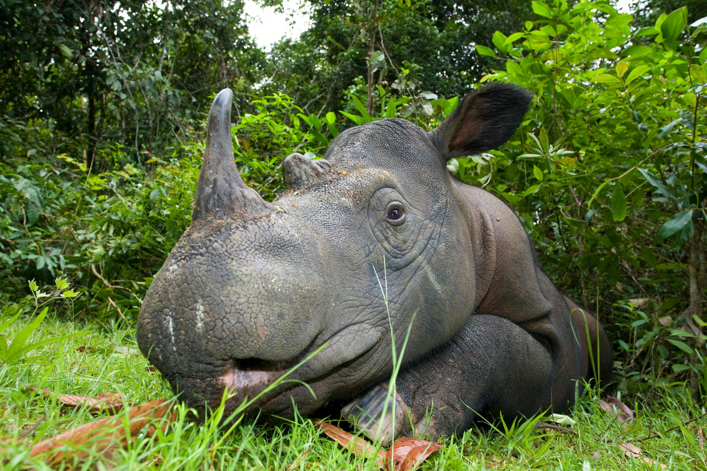Captive Breeding for Sumatran Rhinos Set to Increase