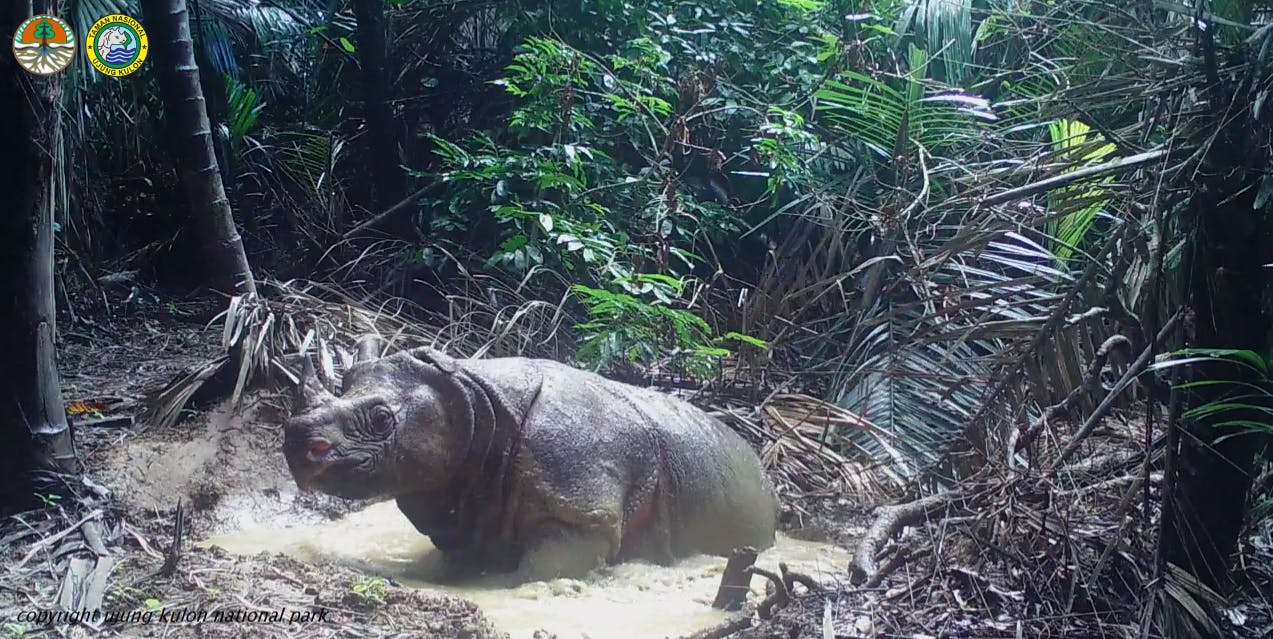New Calves Spark Hope for Rare Javan Rhino