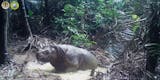 New Calves Spark Hope for Rare Javan Rhino