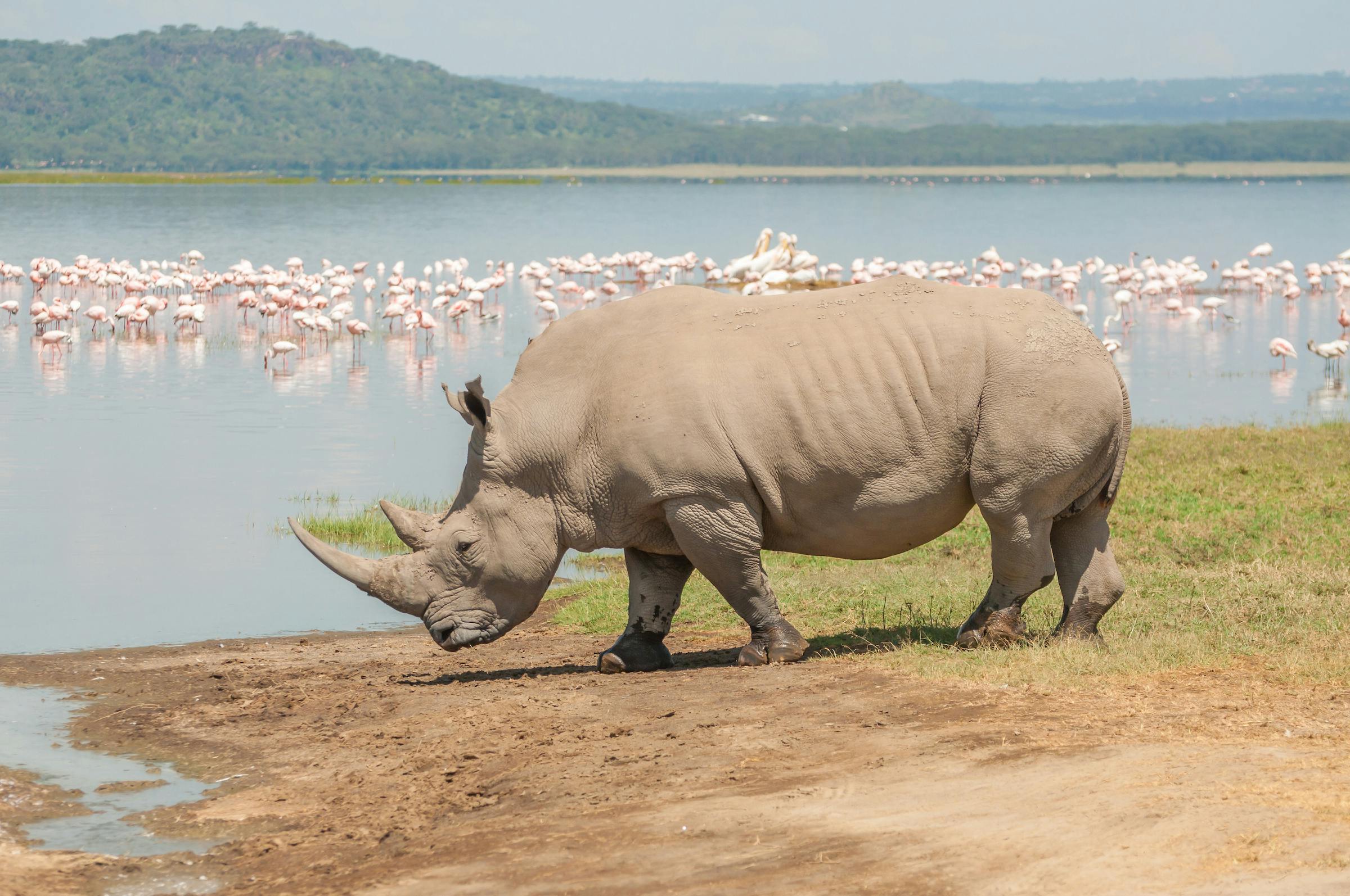 Addressing urgent rhino conservation needs in Mozambique 