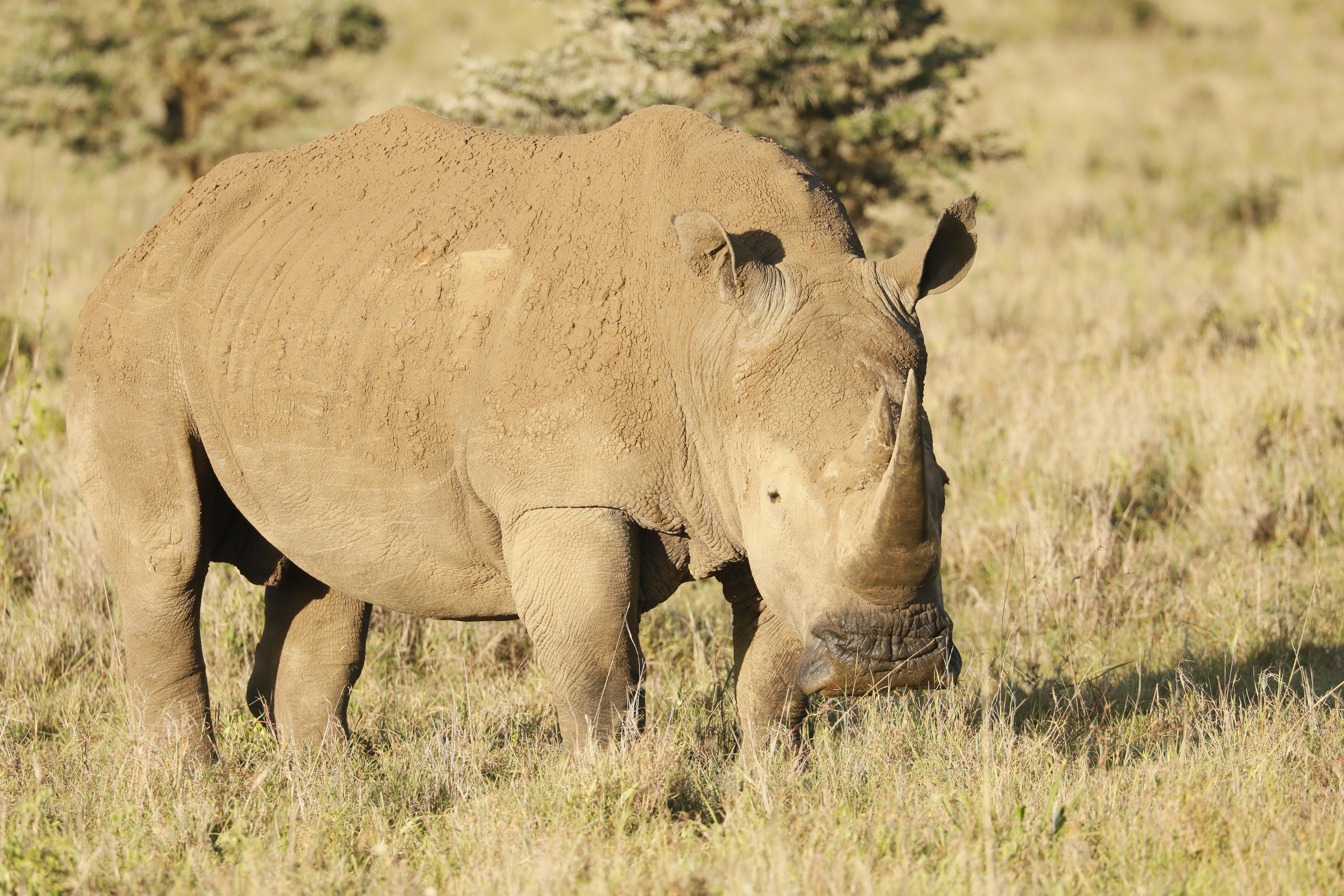 Development of Laikipia Rhino Range Expansion Management Plan and Implementation Strategy