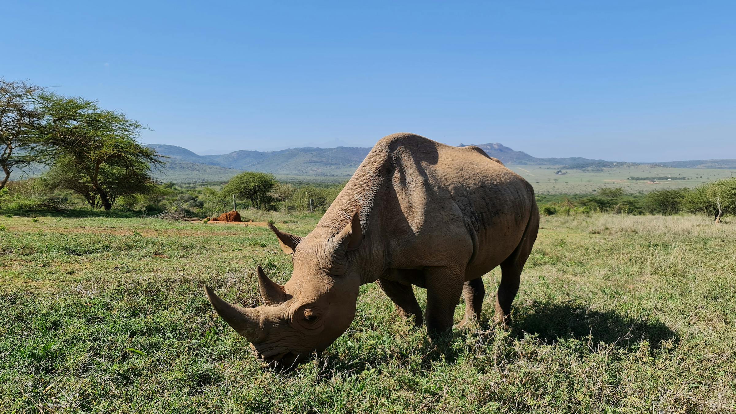Reintroducing Black Rhinos to Loisaba Conservancy