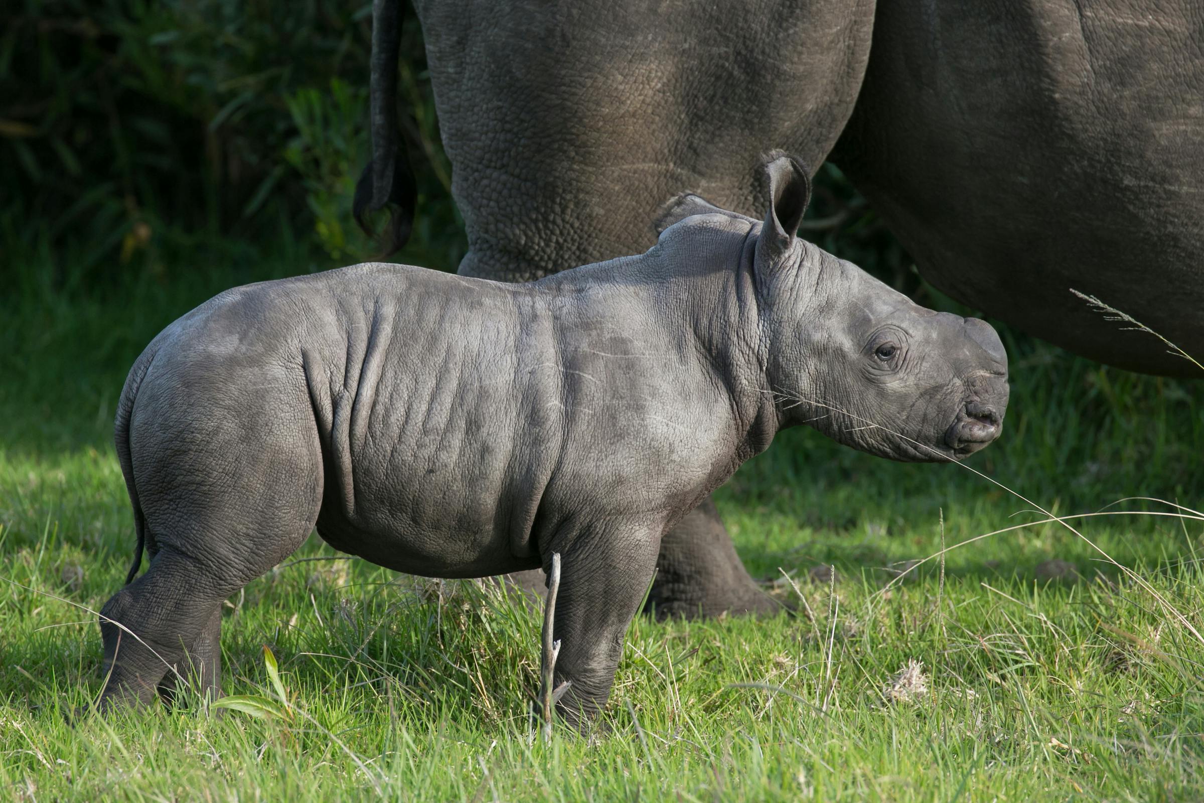Wide-Eyed, Wobbly Rhino Calves