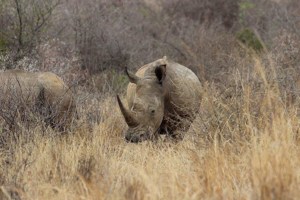 The Rhino Recovery Fund Shares Updates from the Field at WCN's Virtual Expo