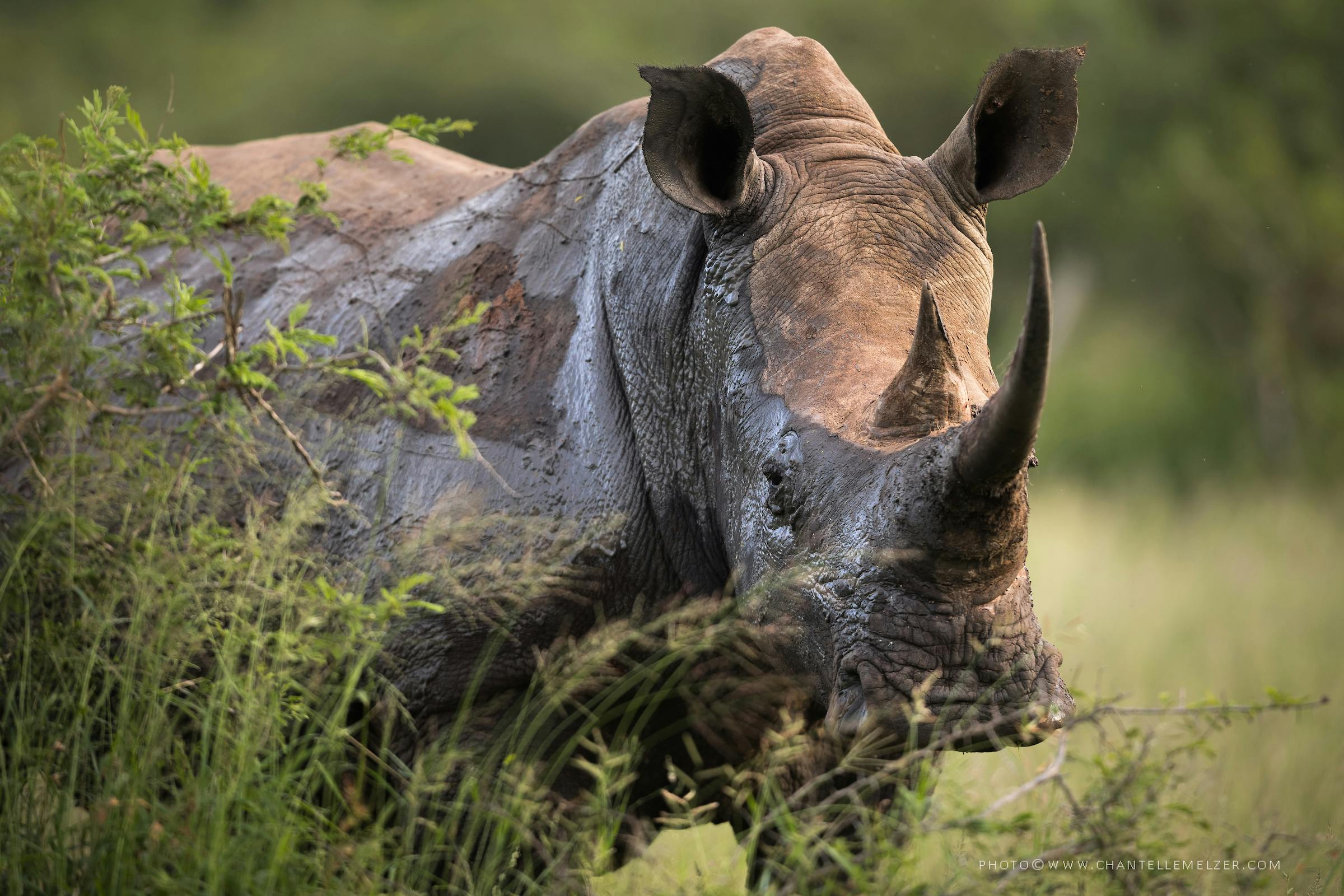 Investigating the Illegal Trade of Rhino Horn Across Africa