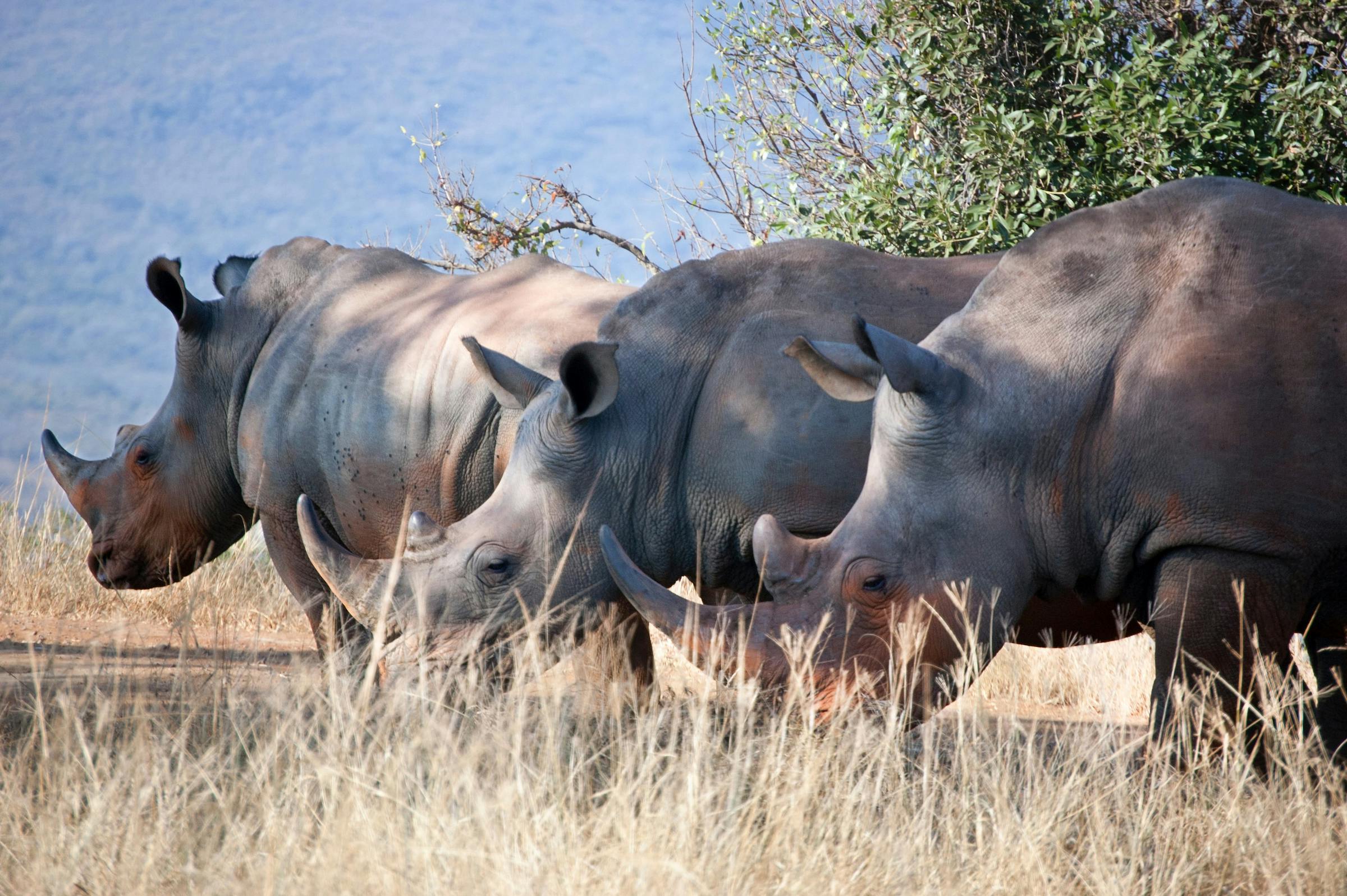 Data Shows South Africa's Private Parks are Better at Preventing Poaching