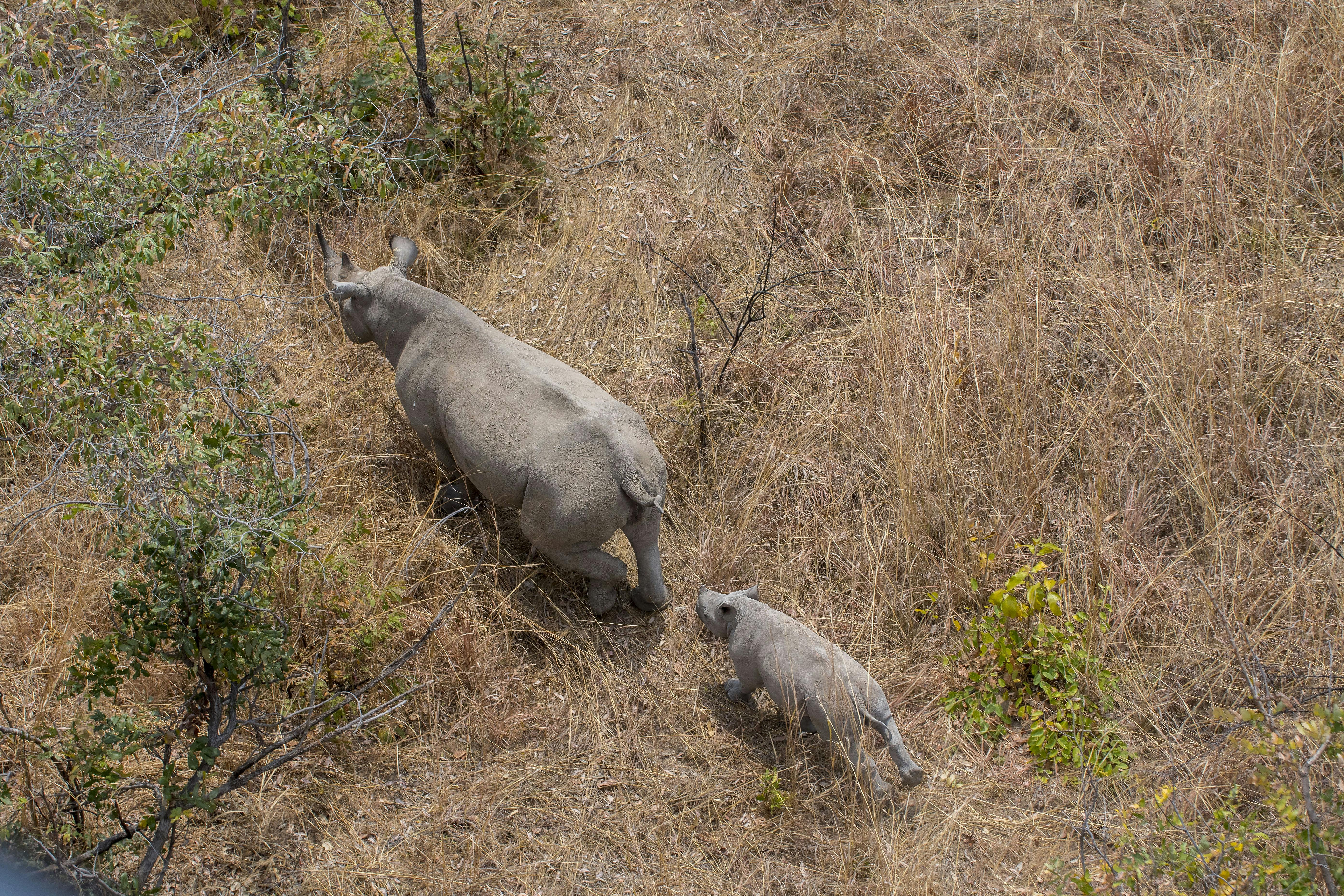 Munyawana Conservancy Rhino Conservation and Community K9 Project