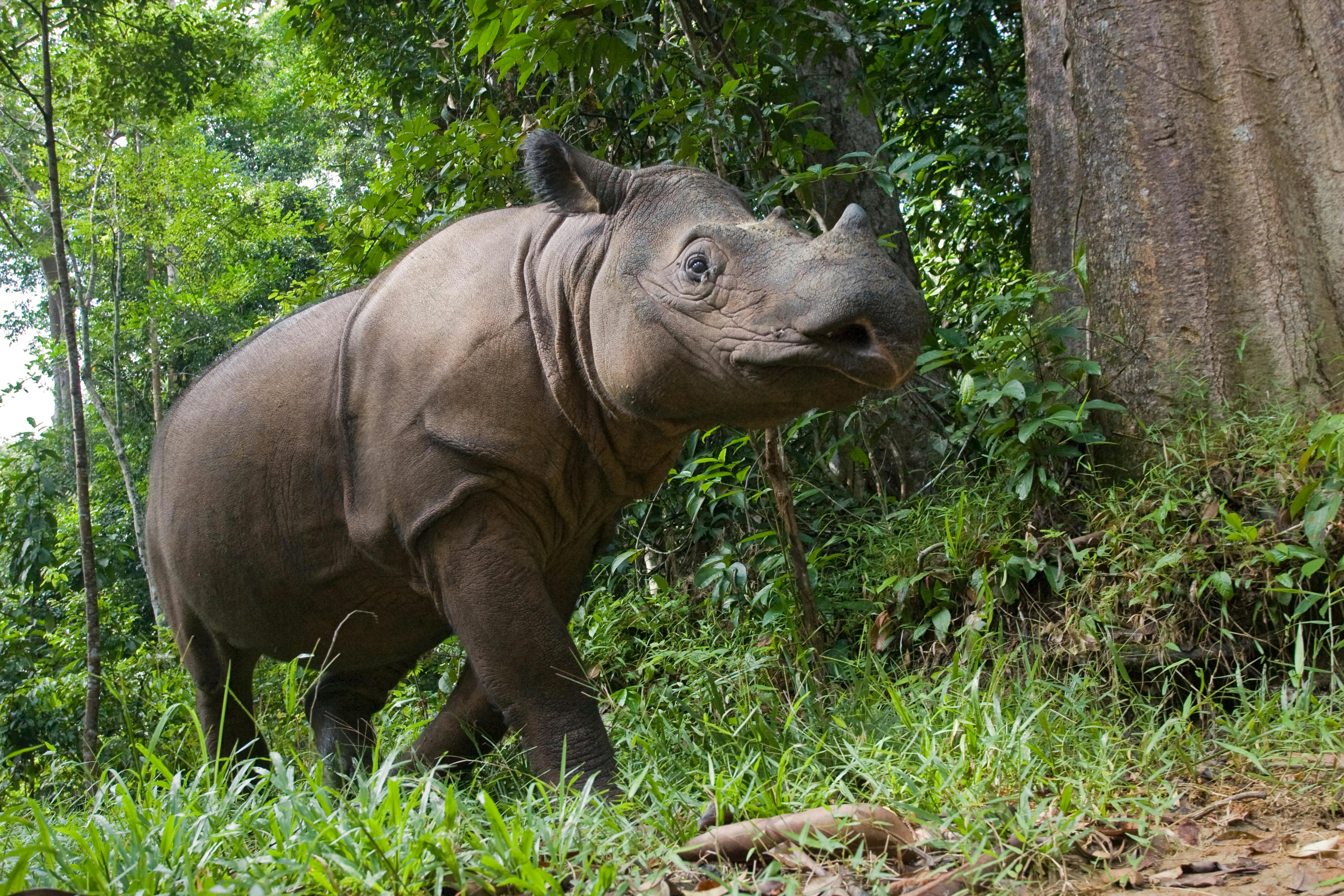 Sumatran Rhinos Face Increased Threats in a Shrinking Home