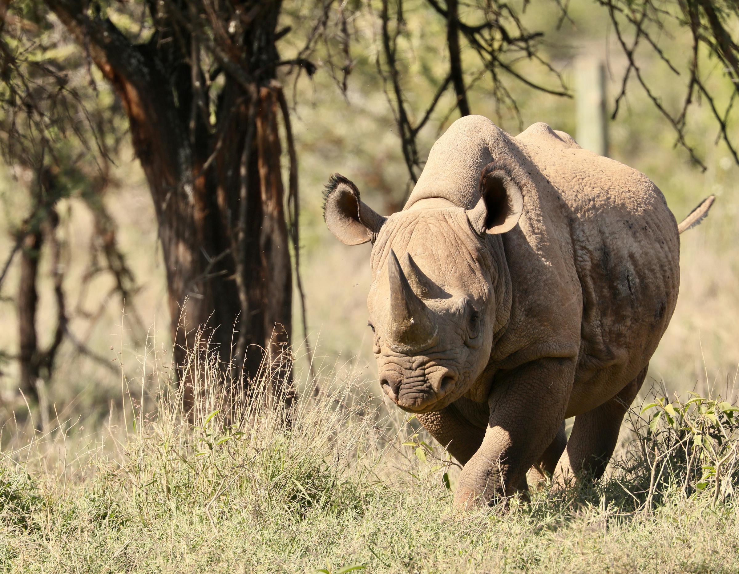 International Rhino Foundation Featured on Conservation Nation