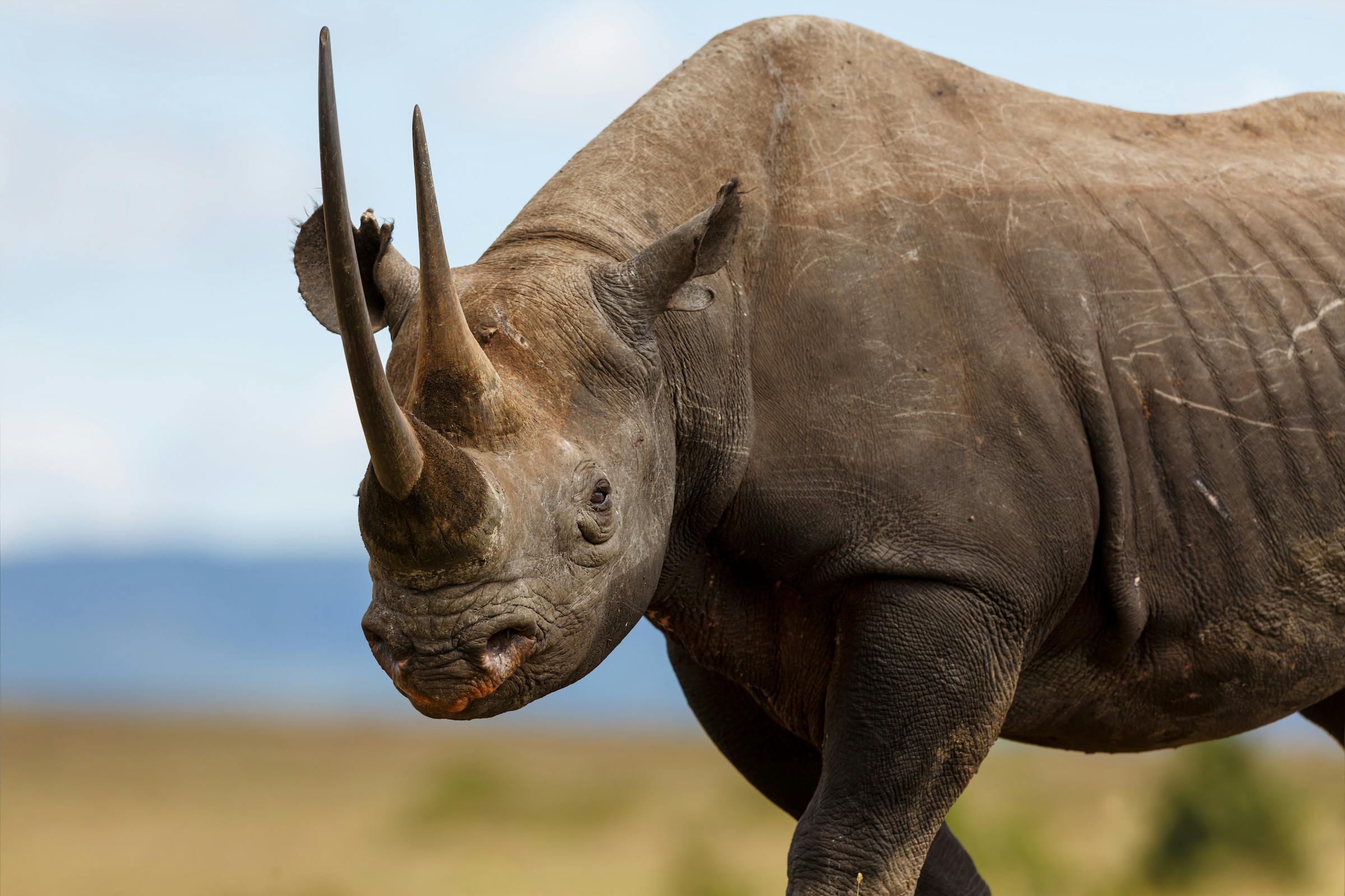 Watch the Rhino Recovery Fund's Wildlife Conservation Expo Talk