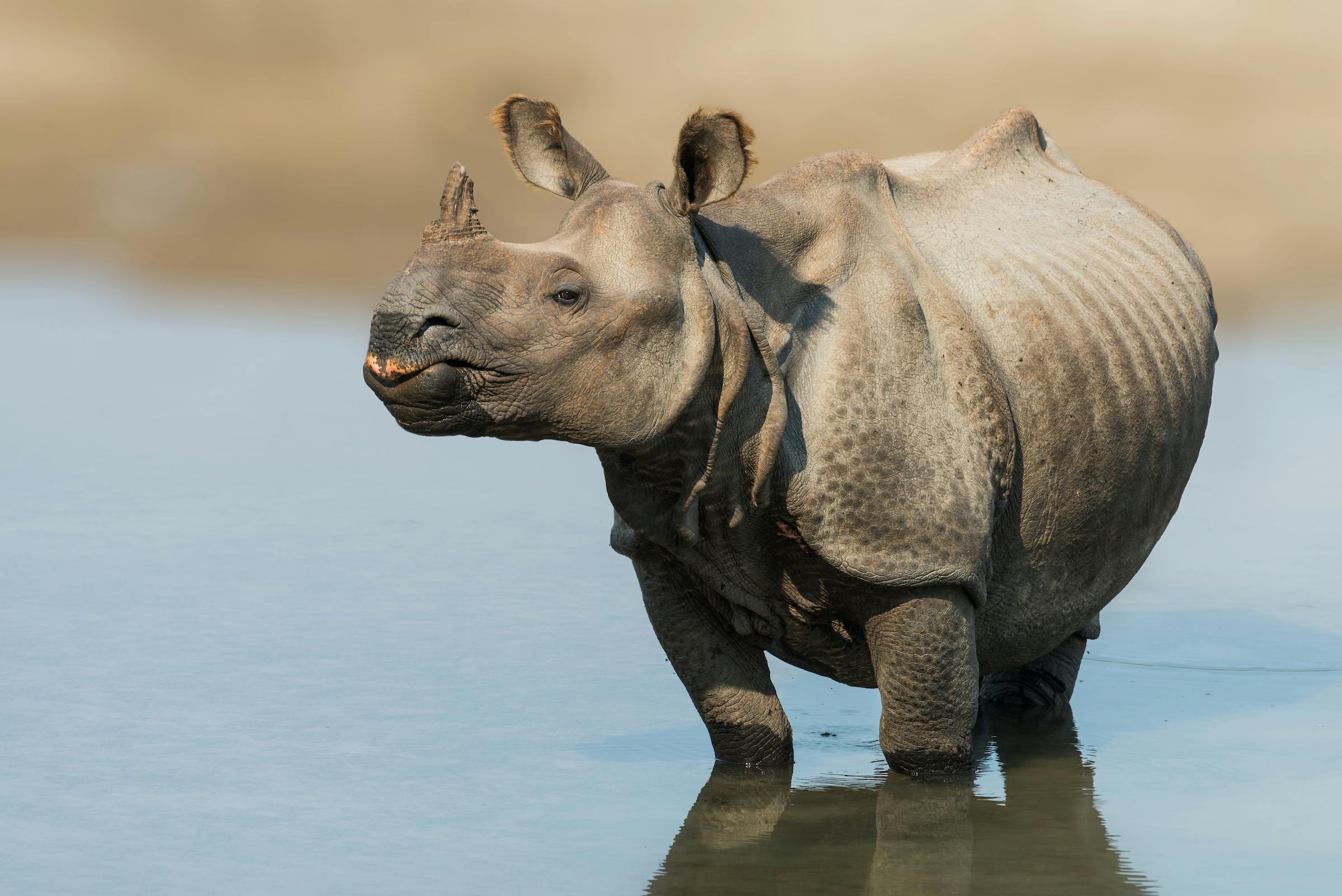 Greater One-Horned Rhino Population Reaches a New High