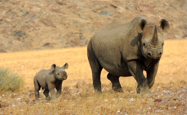 Support for Save the Rhino Trust Trackers and Conservancy Rhino Rangers