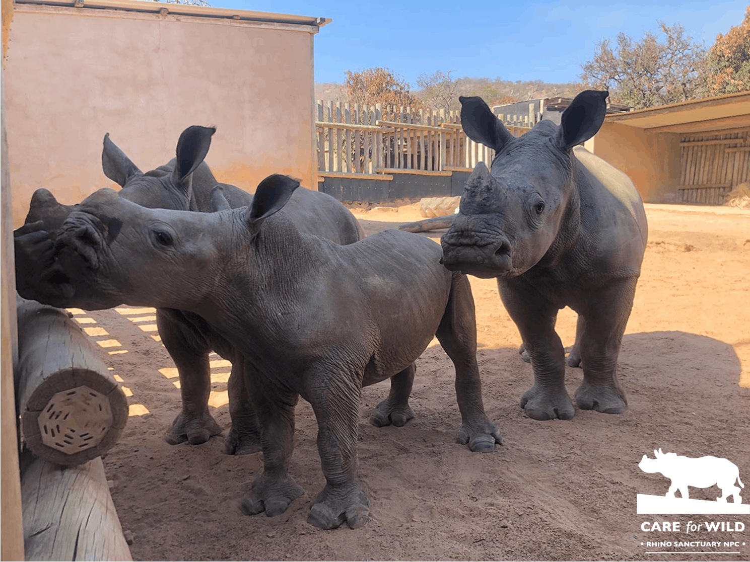 Care for Wild Gives Orphaned Rhinos a Second Chance