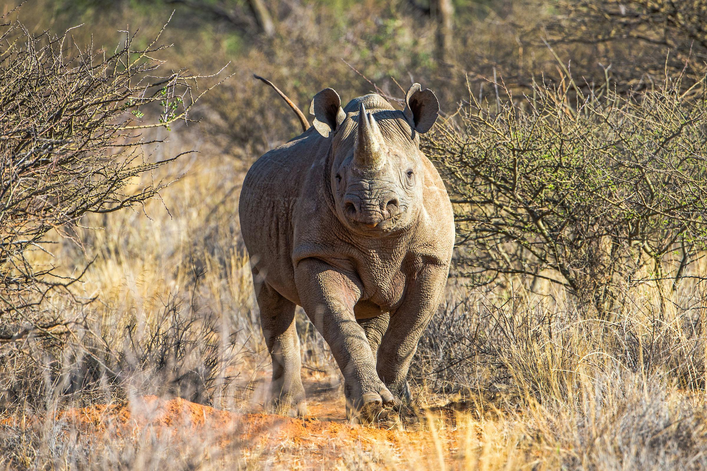 Protection and Monitoring of Free-Ranging Black Rhinos in Ngorongoro Crater