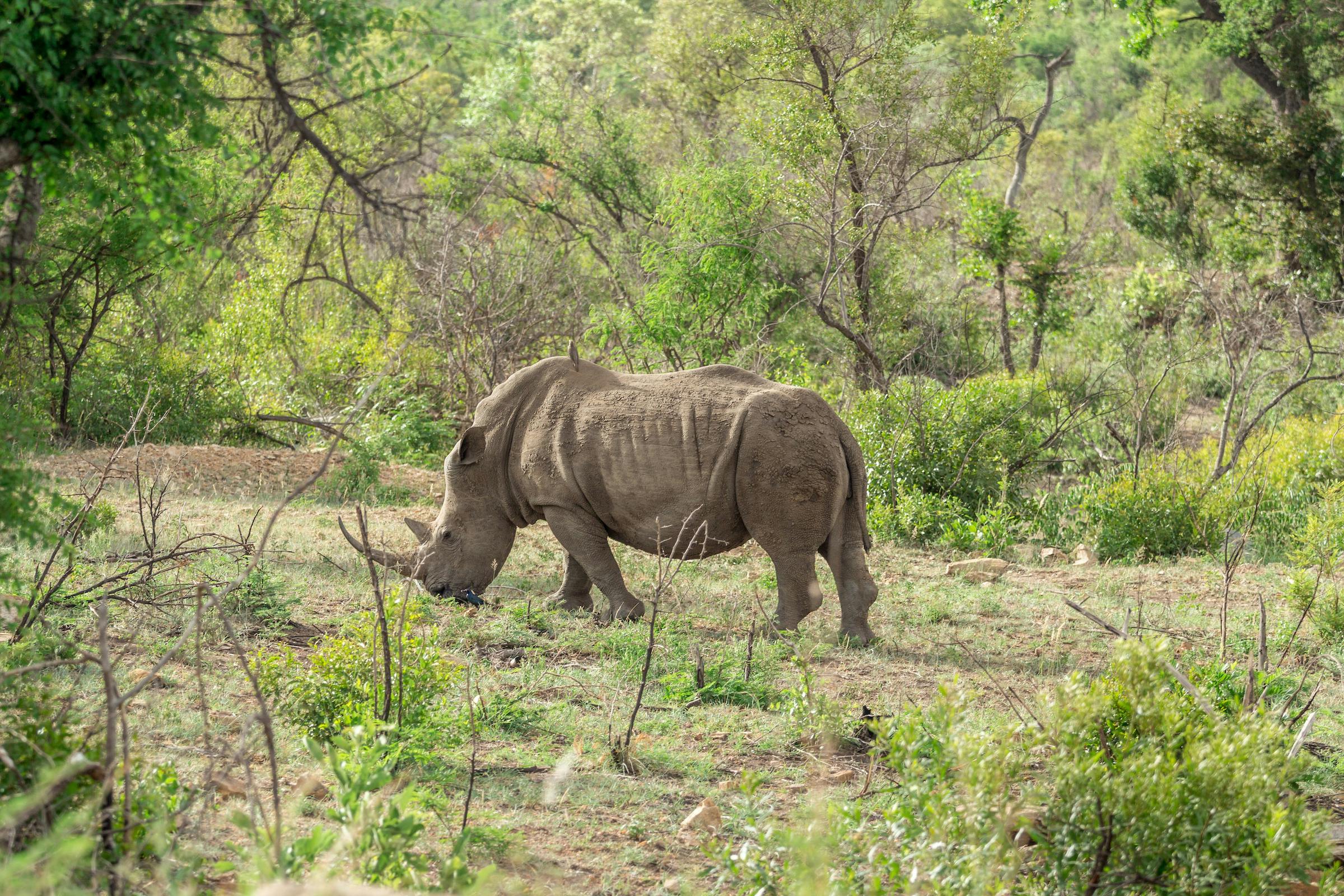 A Proactive Approach to Rhino Conservation 