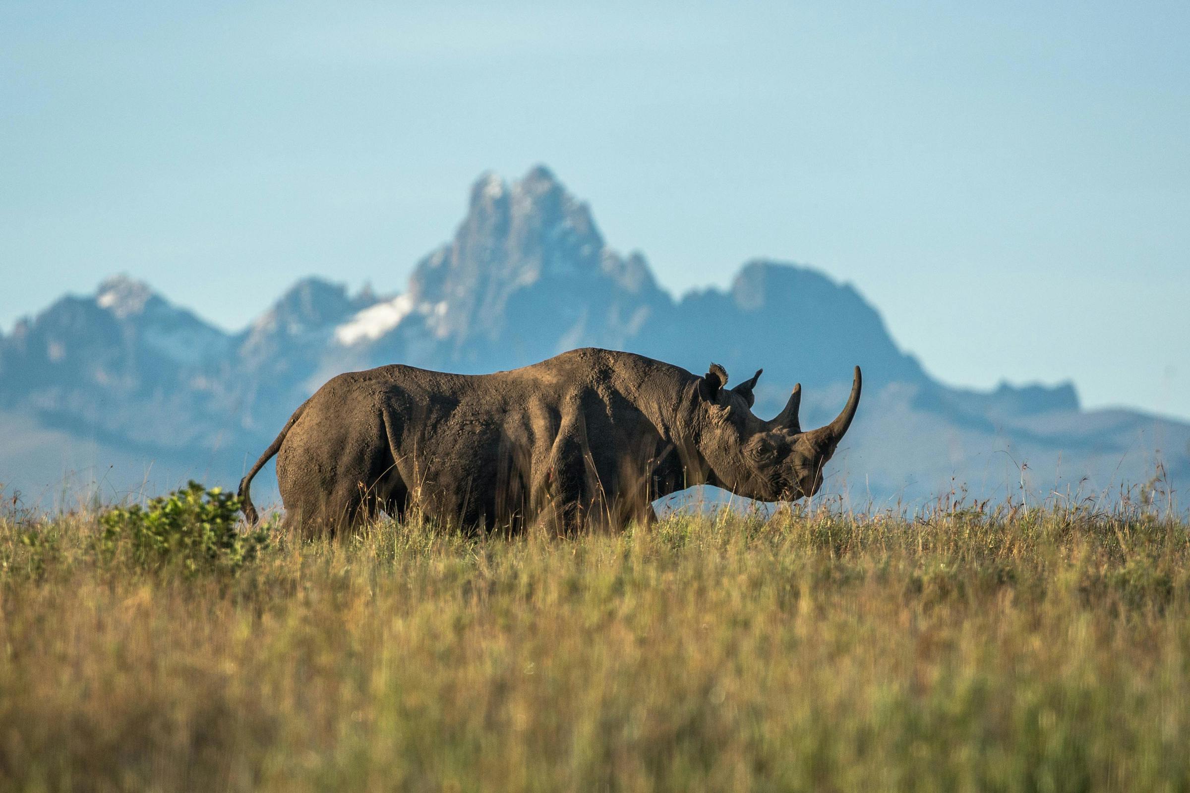 Protecting Black Rhinos in Tsavo West National Park