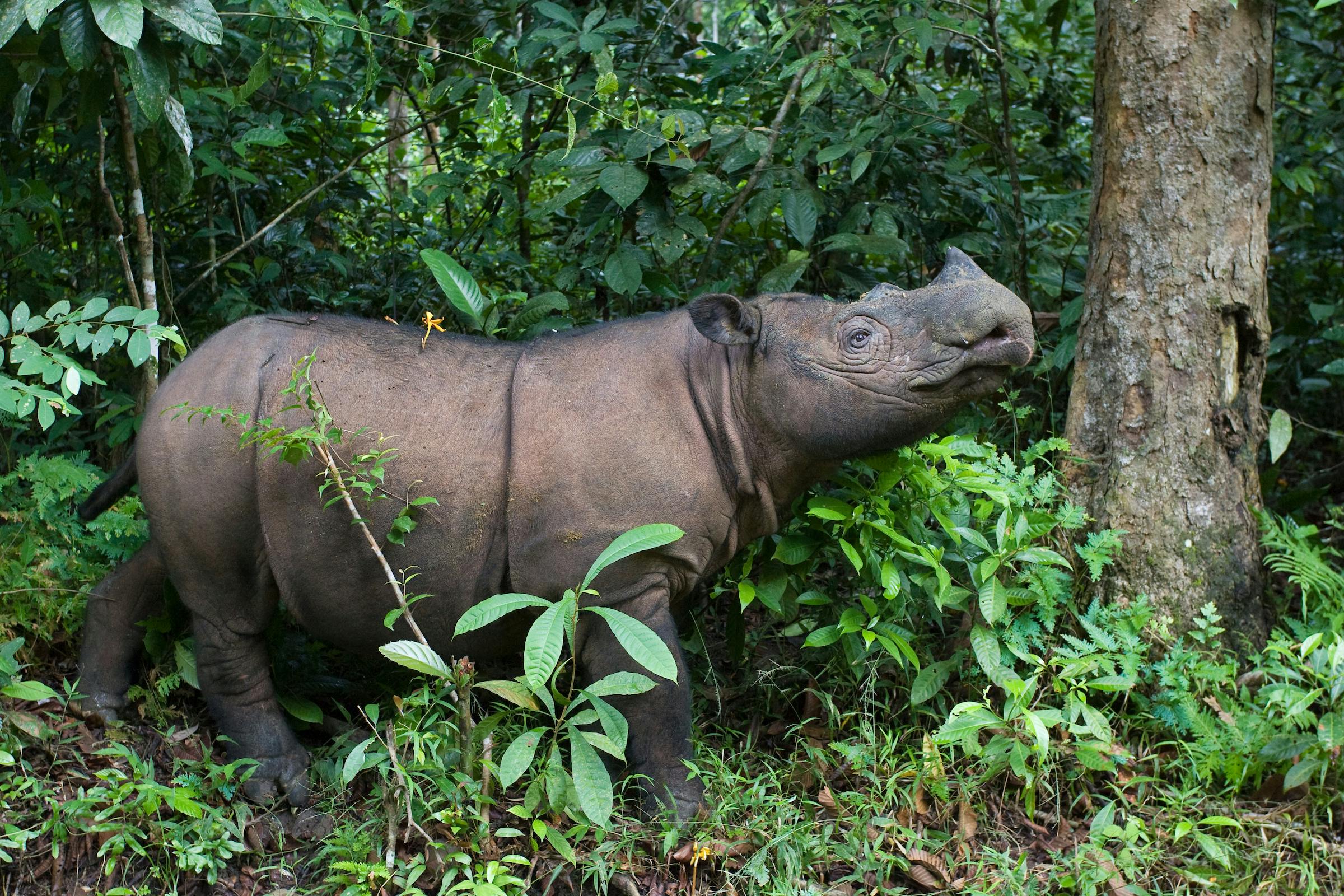 Rudi Petra and Defending Sumatran Rhinos in Indonesia