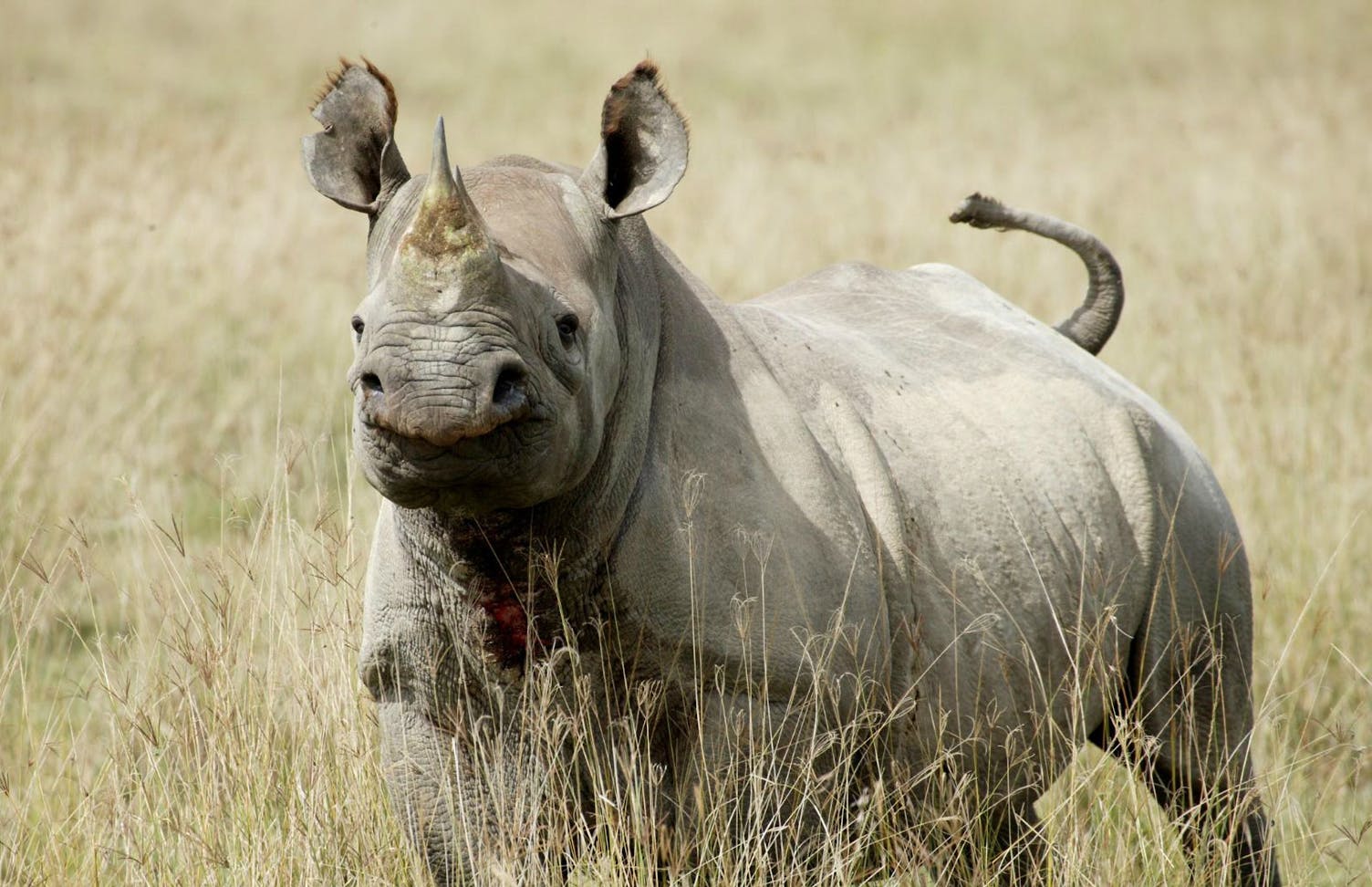 Celebrate Black Rhinos and World Rhino Day