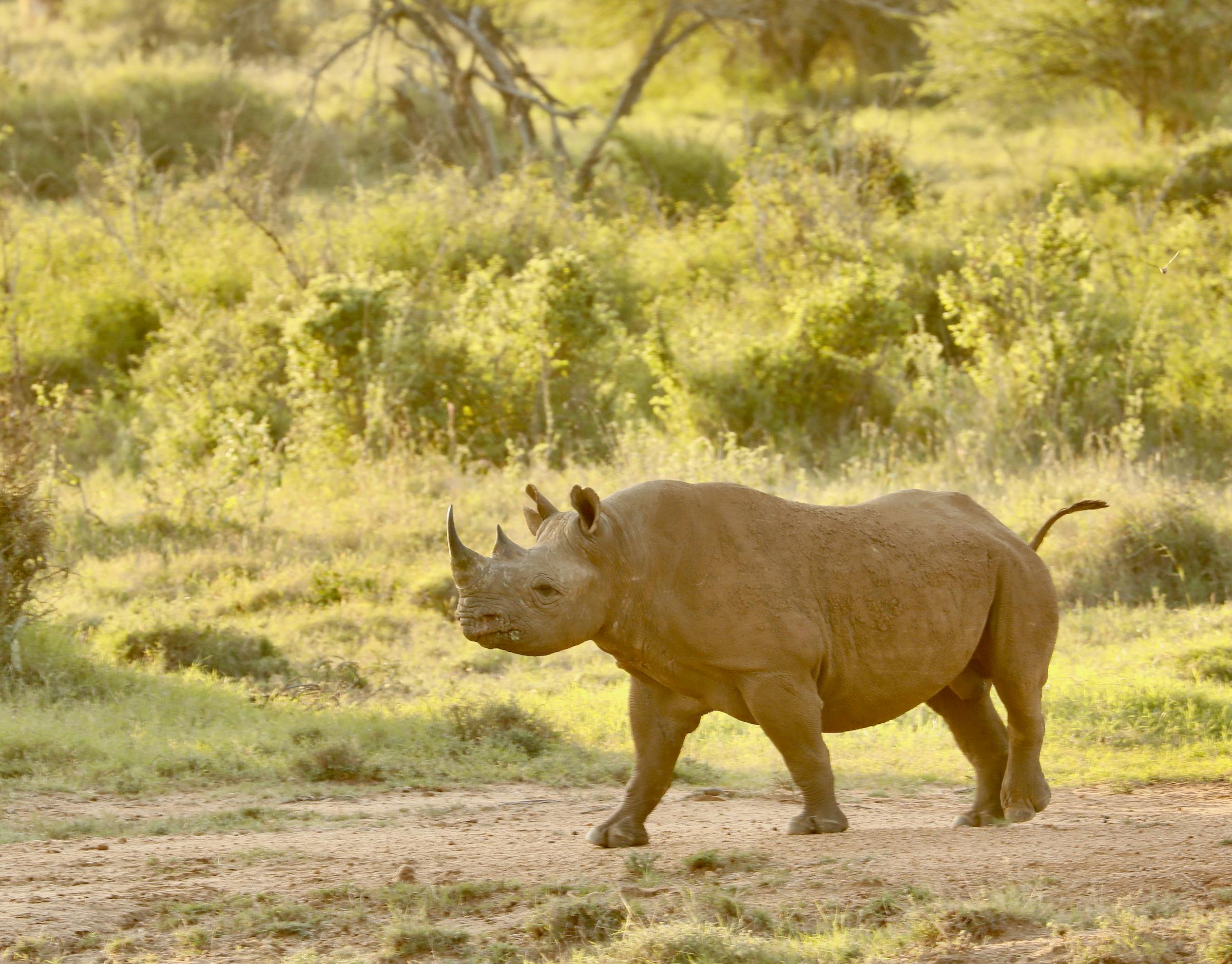 Providing Additional Protection and Support for Black Rhino Conservation