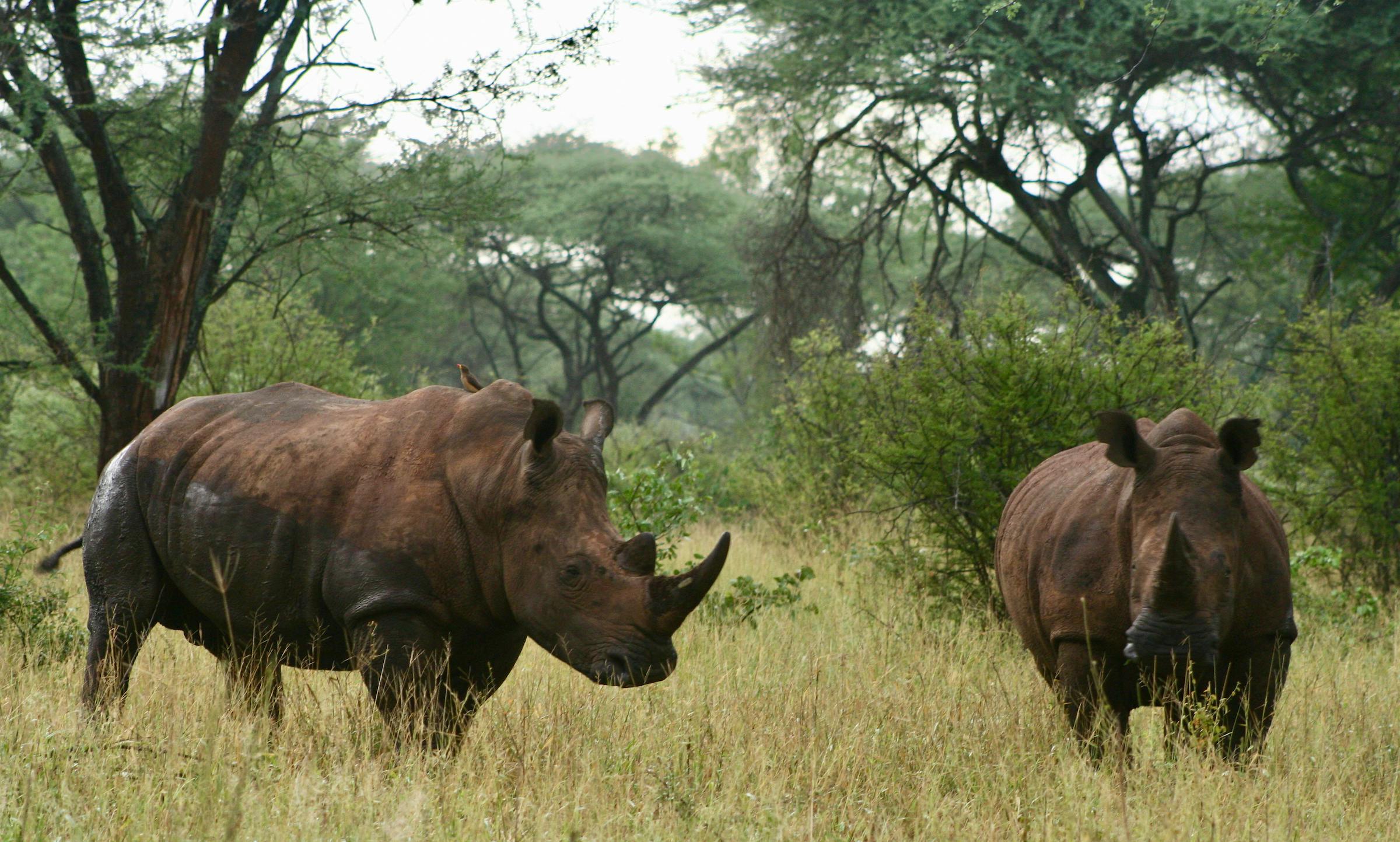 The Top Threats to Rhinos