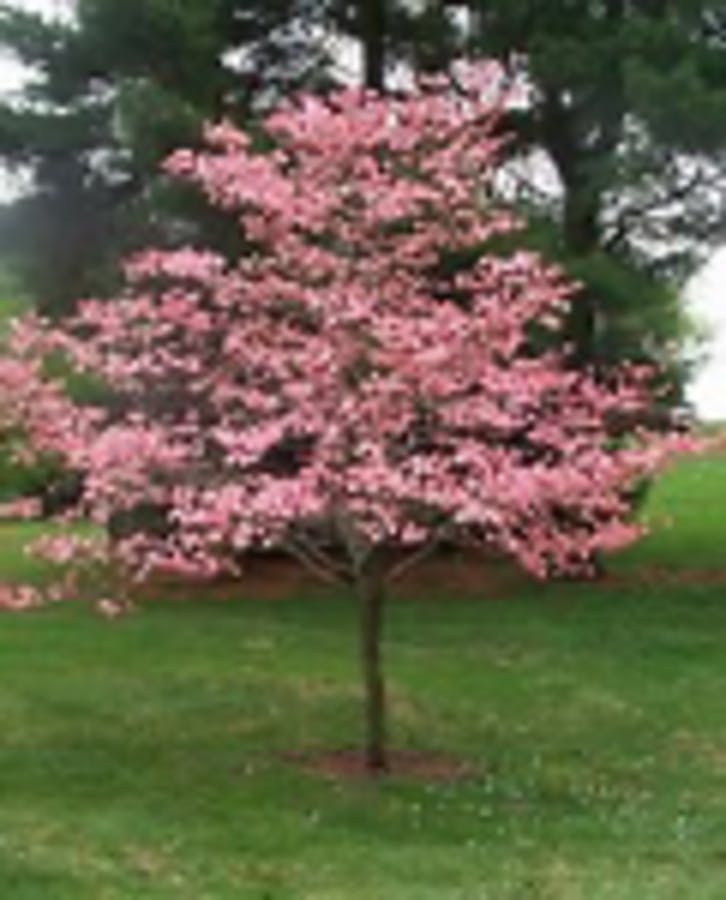 Red Flowering Dogwood Tree