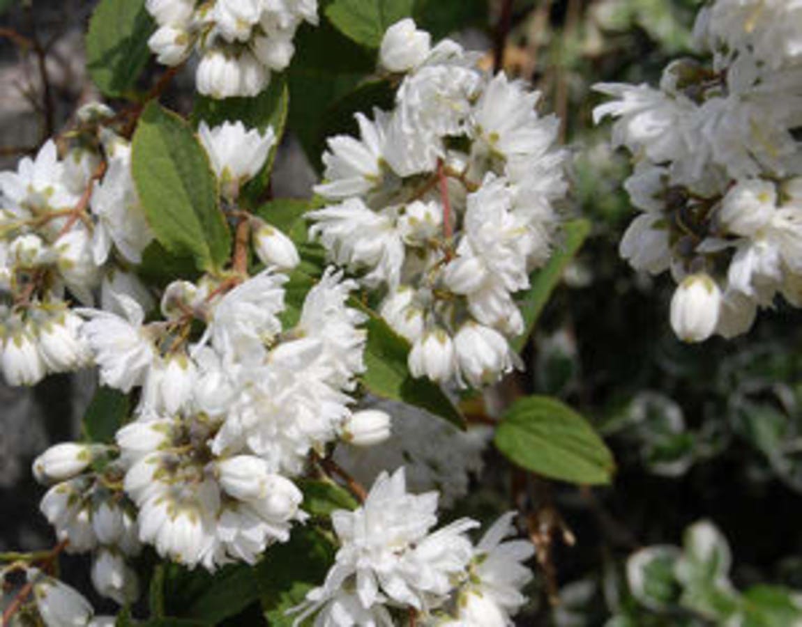 Magnifica Deutzia