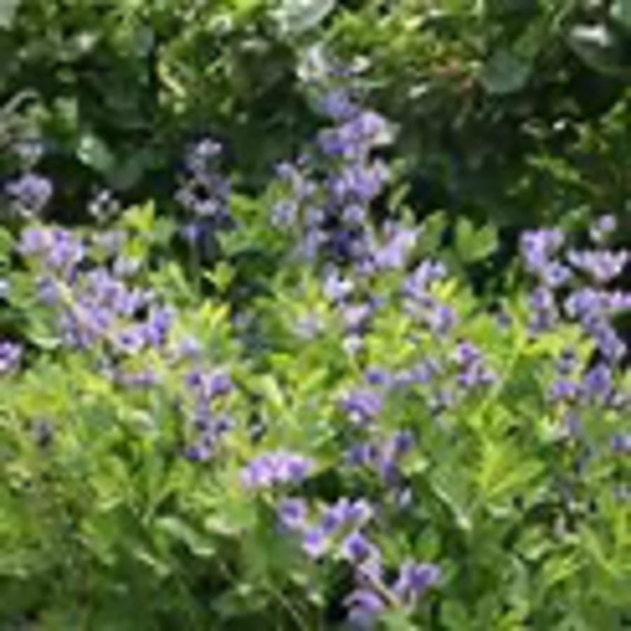 False Indigo