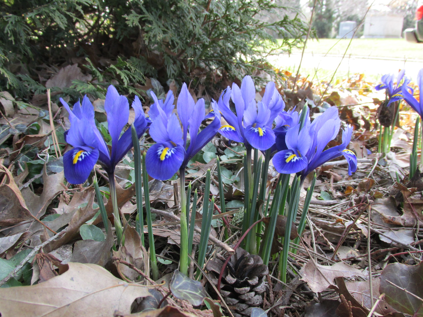 Reticulated Iris